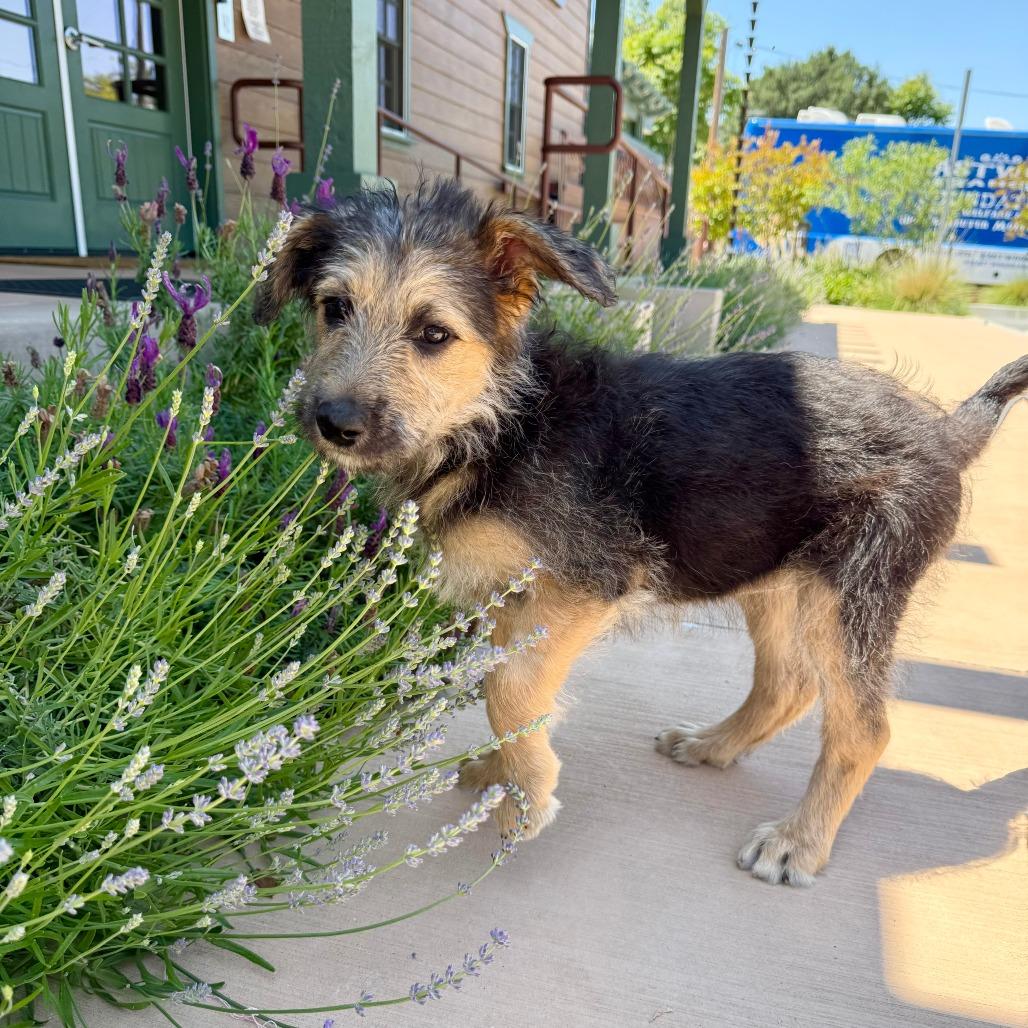 Gia, a Adoptable Shepherd in Agoura Hills, CA image 6/6