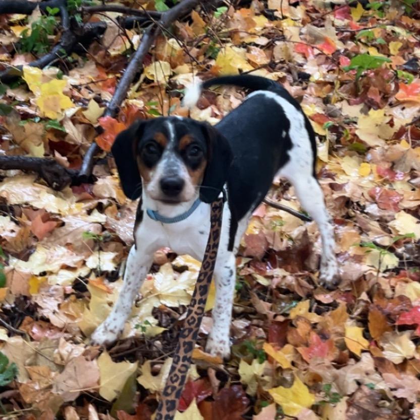 Enlarge Sadie, a Adoptable mixed breed in Crookston, MN image 2/3