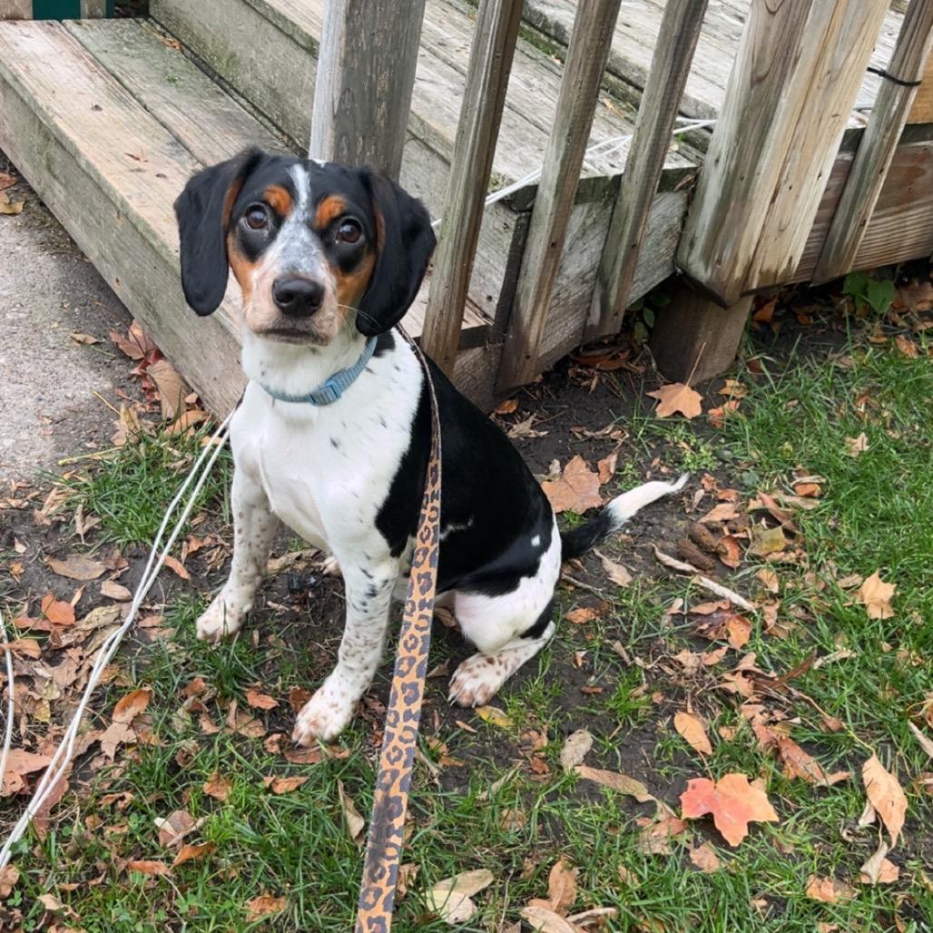 Enlarge Sadie, a Adoptable mixed breed in Crookston, MN image 1/3