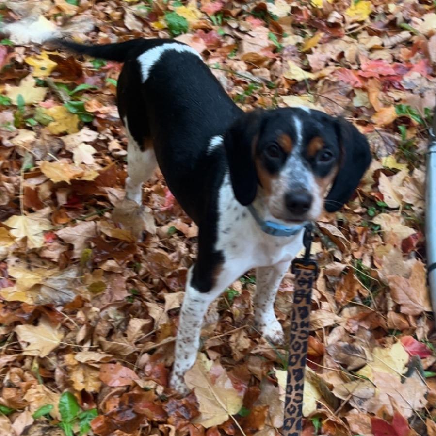Enlarge Sadie, a Adoptable mixed breed in Crookston, MN image 3/3