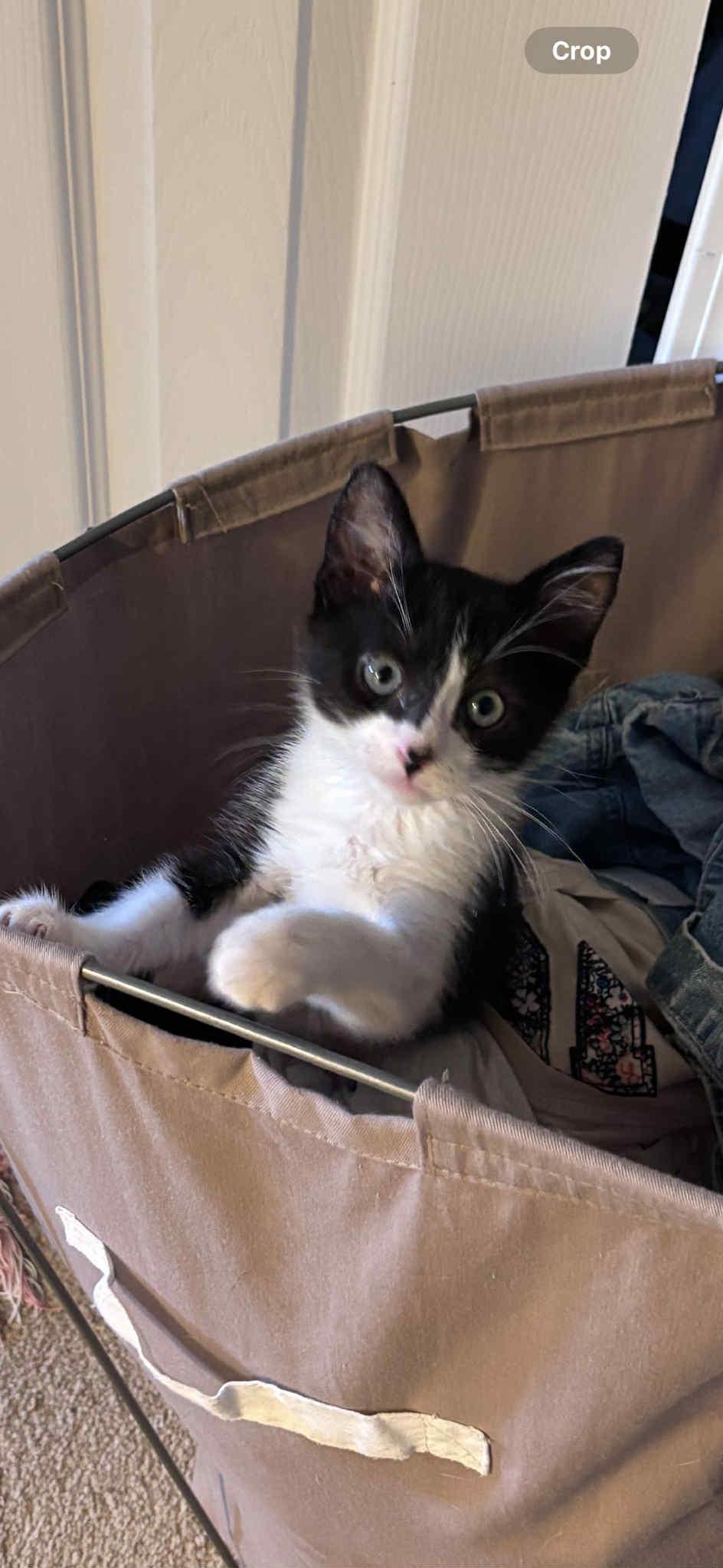 Baby, Adoptable, Kitten Female Domestic Short Hair.