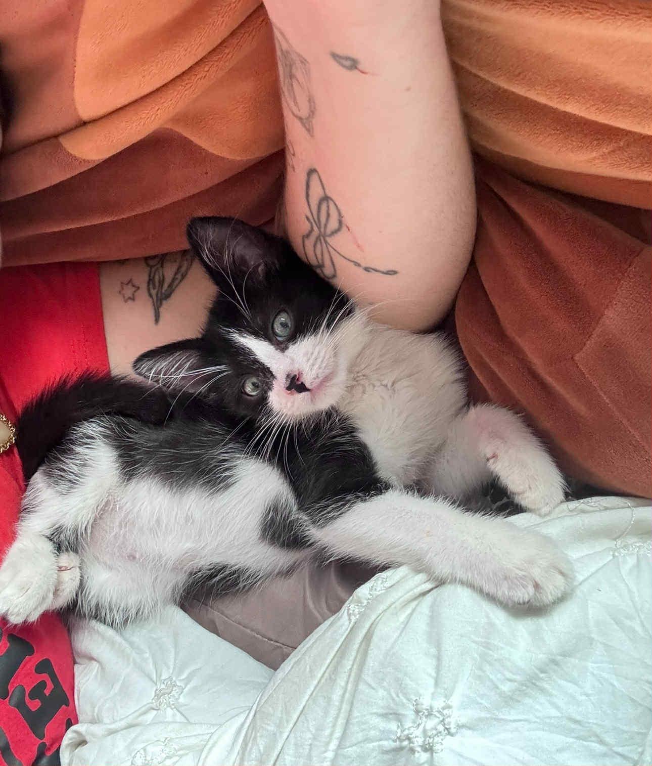 Baby, a Adoptable Domestic Short Hair in Lawrenceville, GA image 2/2