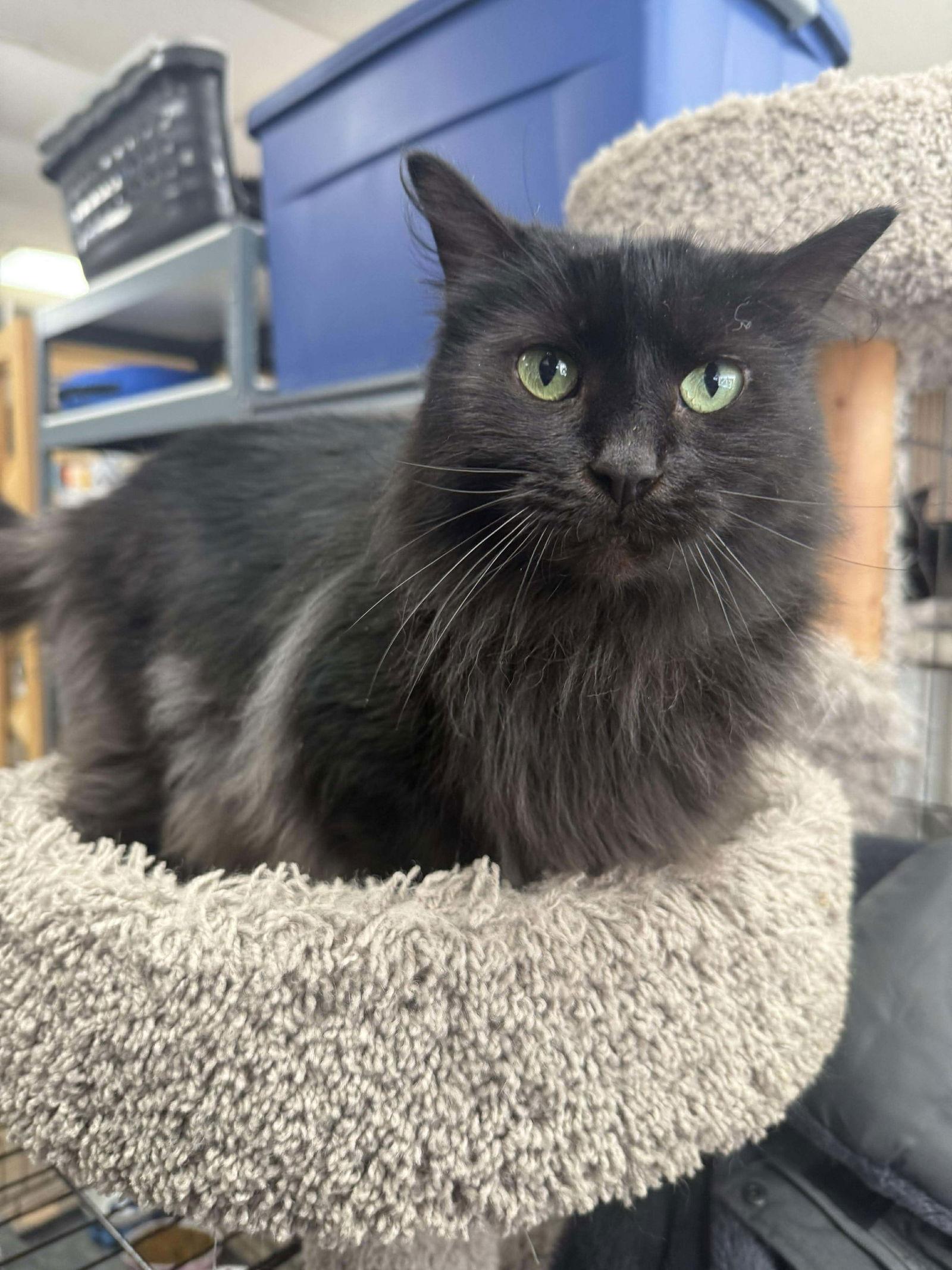 Enlarge Ebony, a Adoptable Domestic Long Hair in St. Ann, MO image 1/3