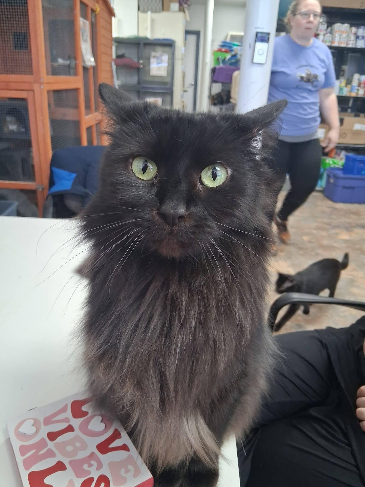 Enlarge Ebony, a Adoptable Domestic Long Hair in St. Ann, MO image 2/3