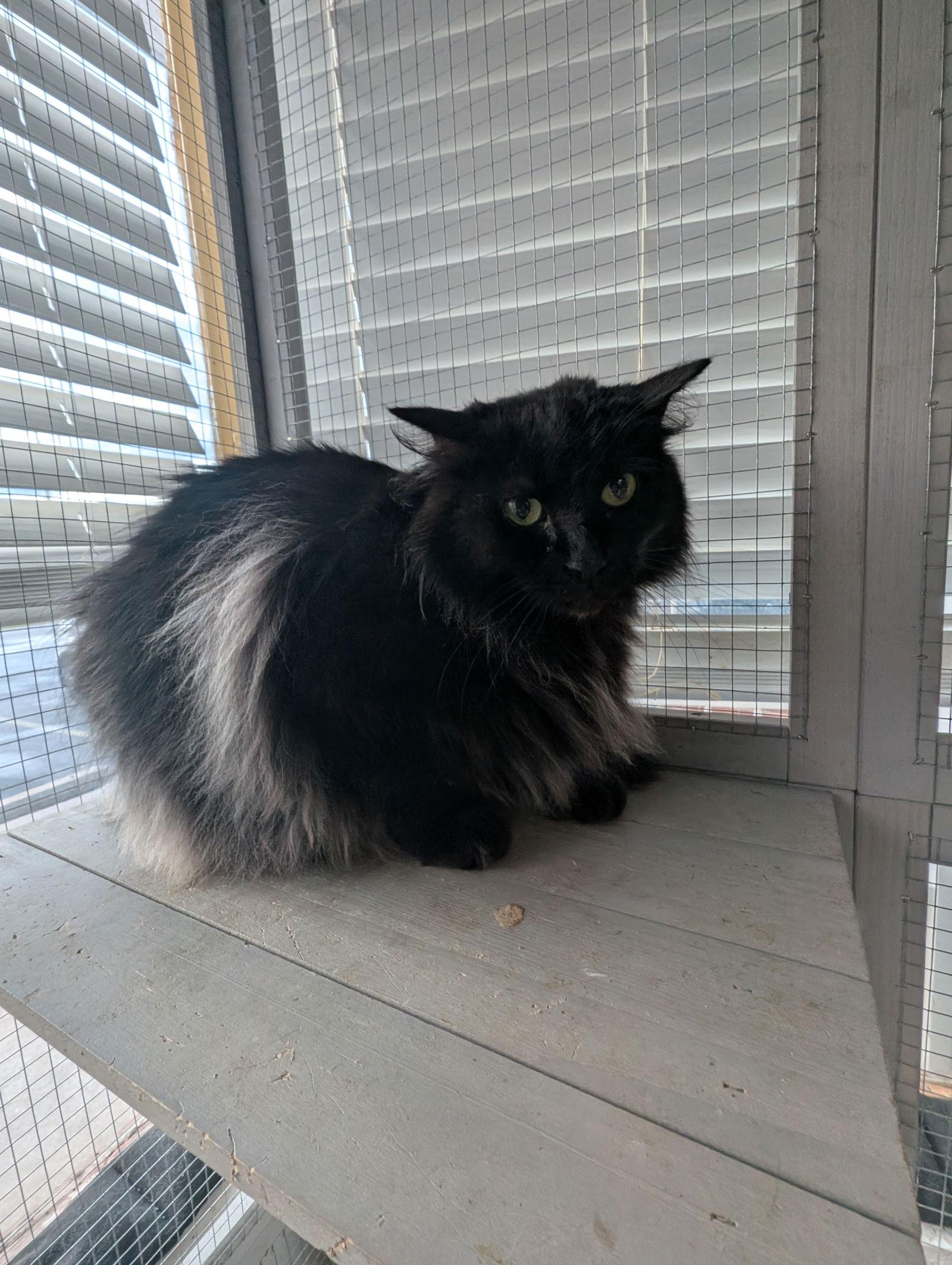 Enlarge Ebony, a Adoptable Domestic Long Hair in St. Ann, MO image 3/3