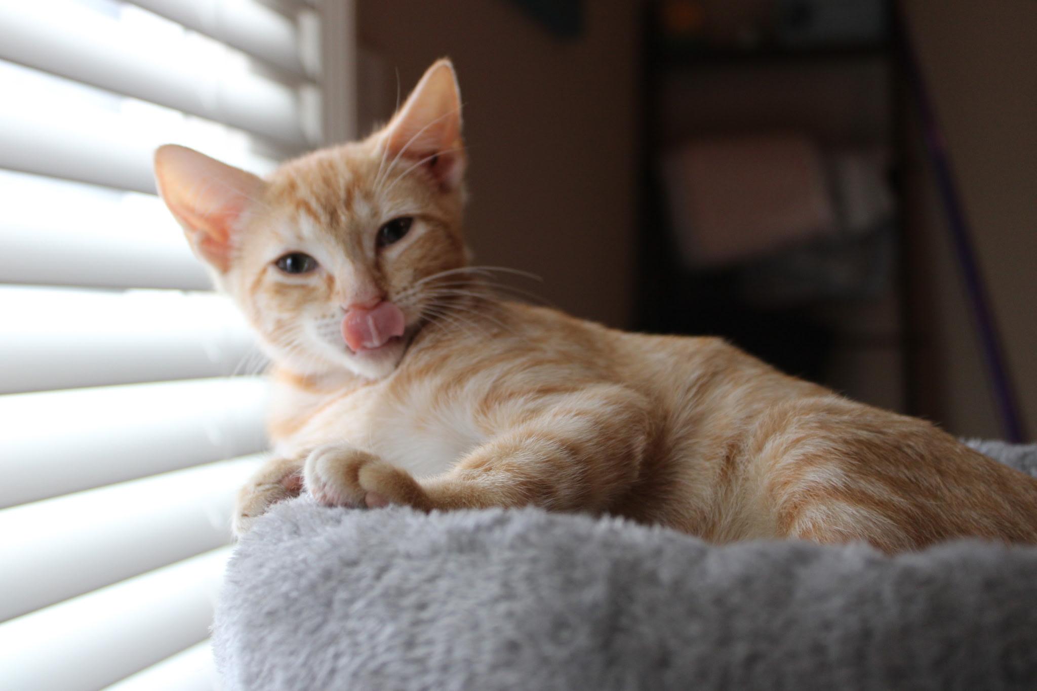 Irene, Adopted, Kitten Female Domestic Short Hair.