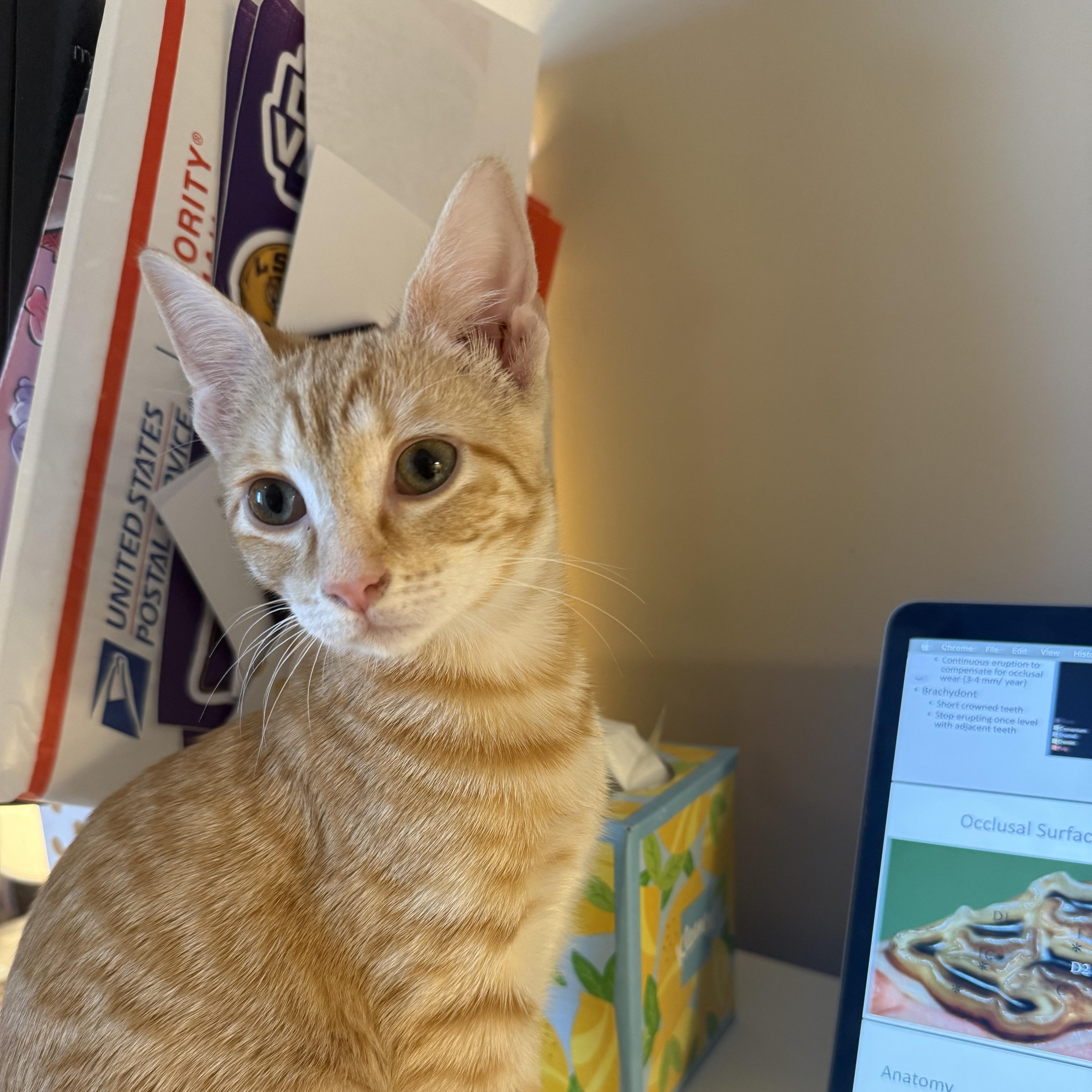 Enlarge Irene, a Adopted Domestic Short Hair in Mississippi State, MS image 4/6