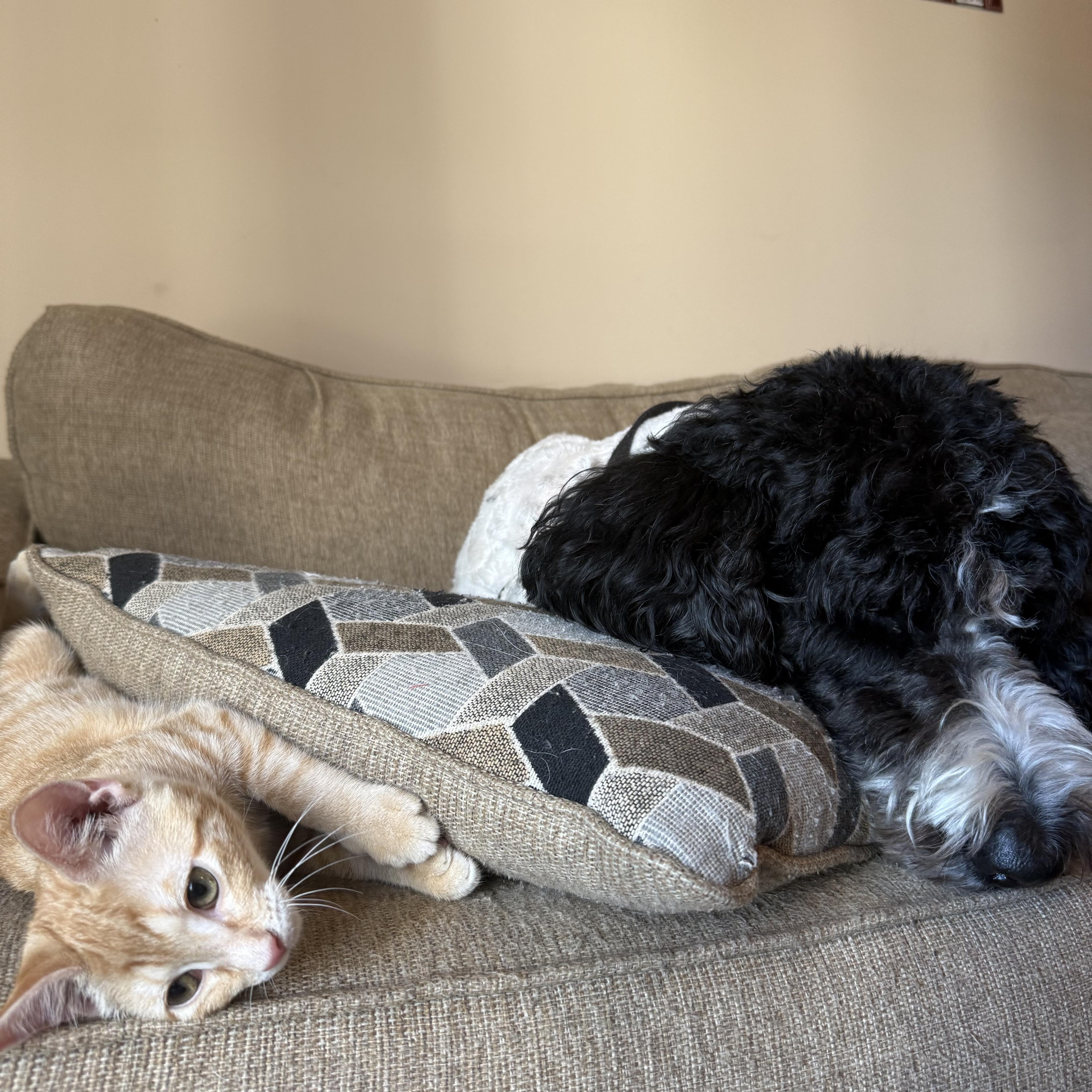Enlarge Irene, a Adopted Domestic Short Hair in Mississippi State, MS image 5/6