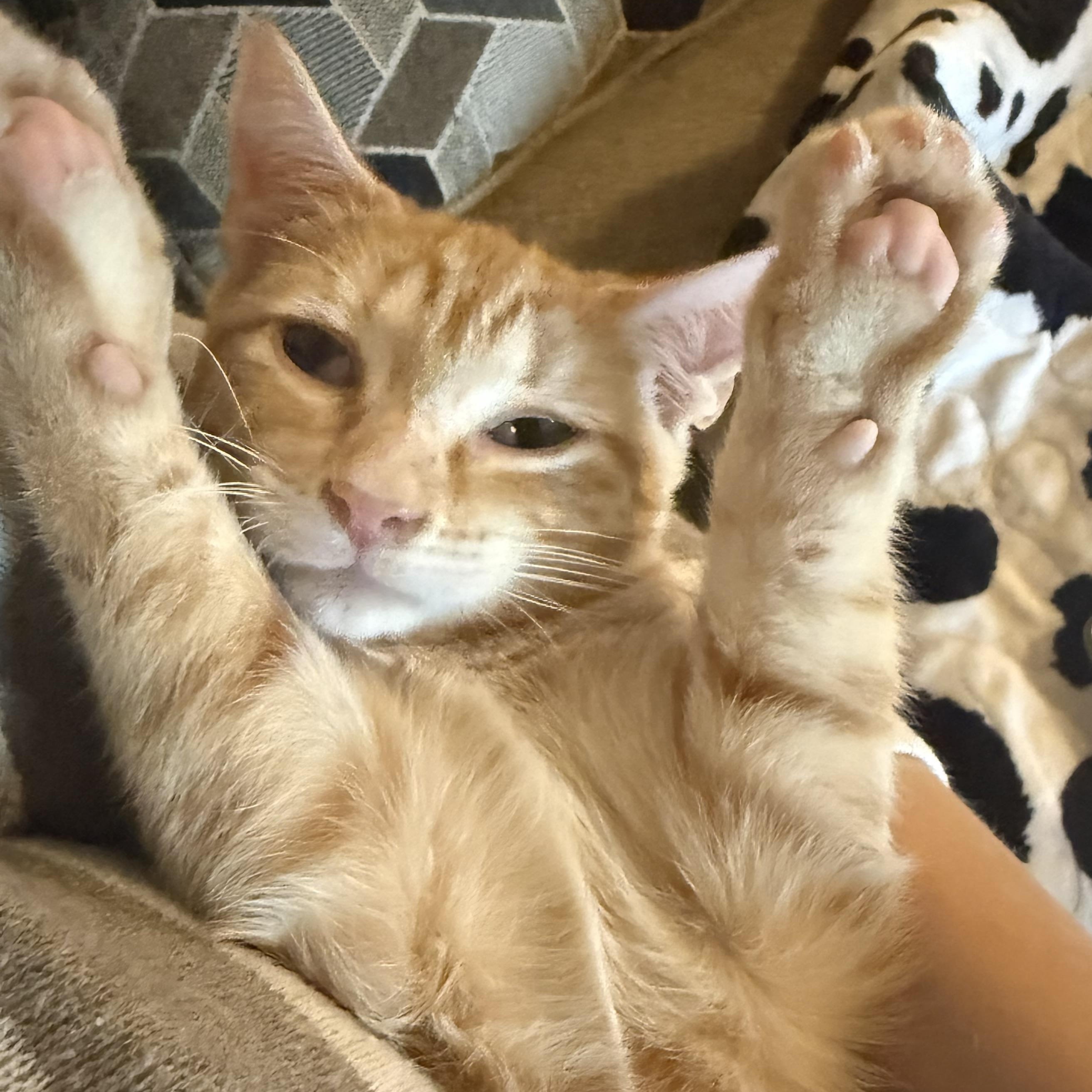 Enlarge Irene, a Adopted Domestic Short Hair in Mississippi State, MS image 2/6