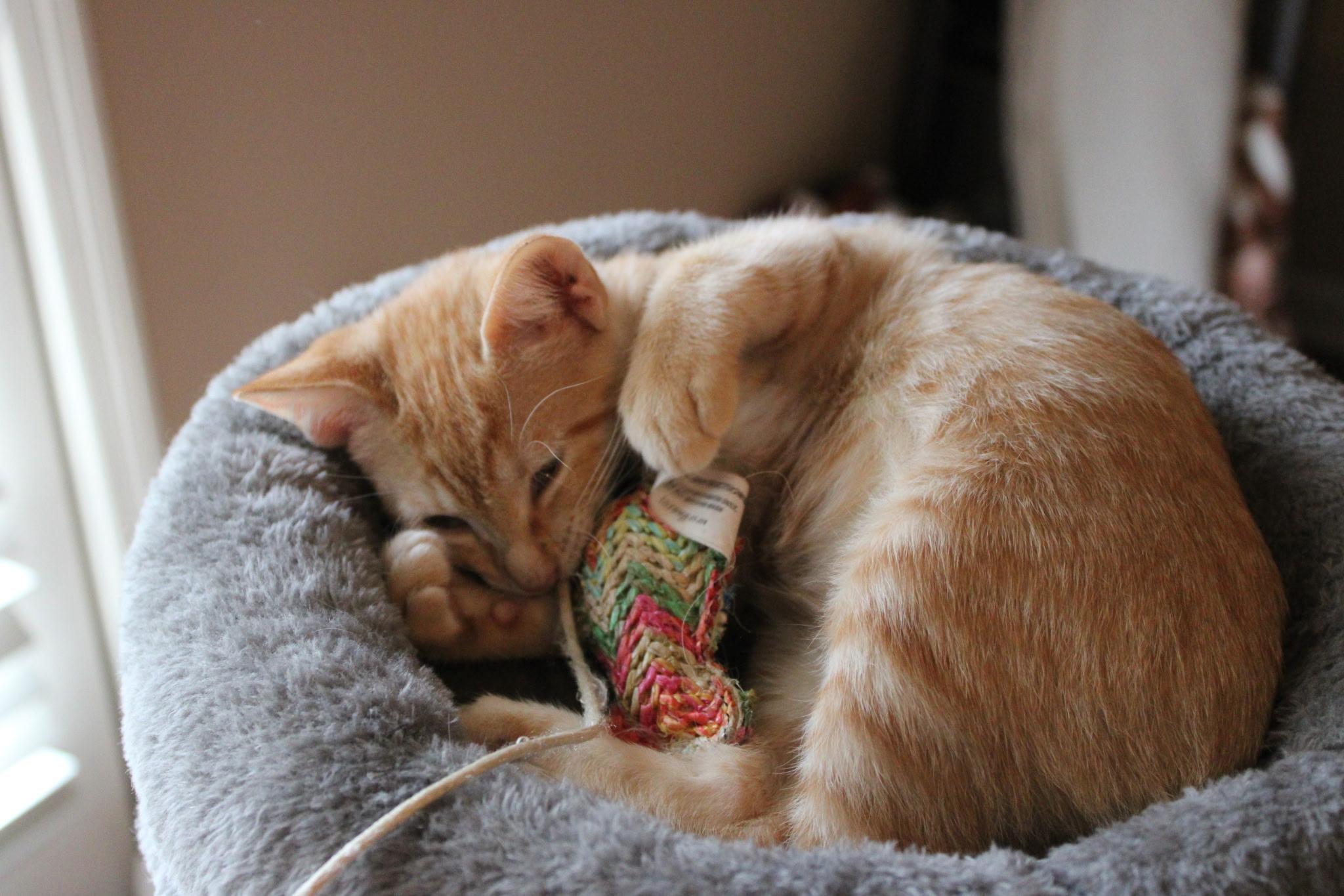 Enlarge Irene, a Adopted Domestic Short Hair in Mississippi State, MS image 6/6