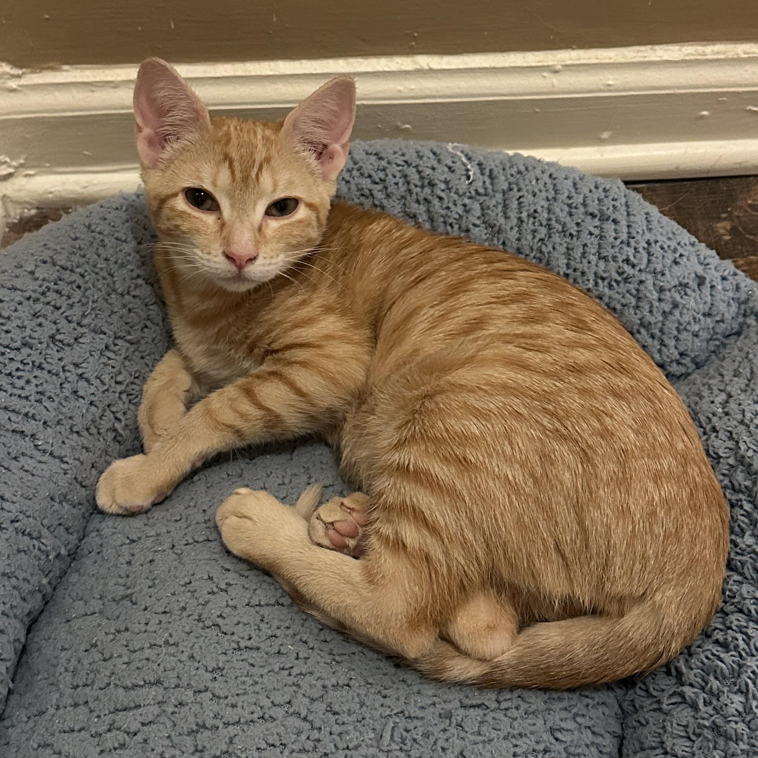 Enlarge Irene, a Adopted Domestic Short Hair in Mississippi State, MS image 3/6