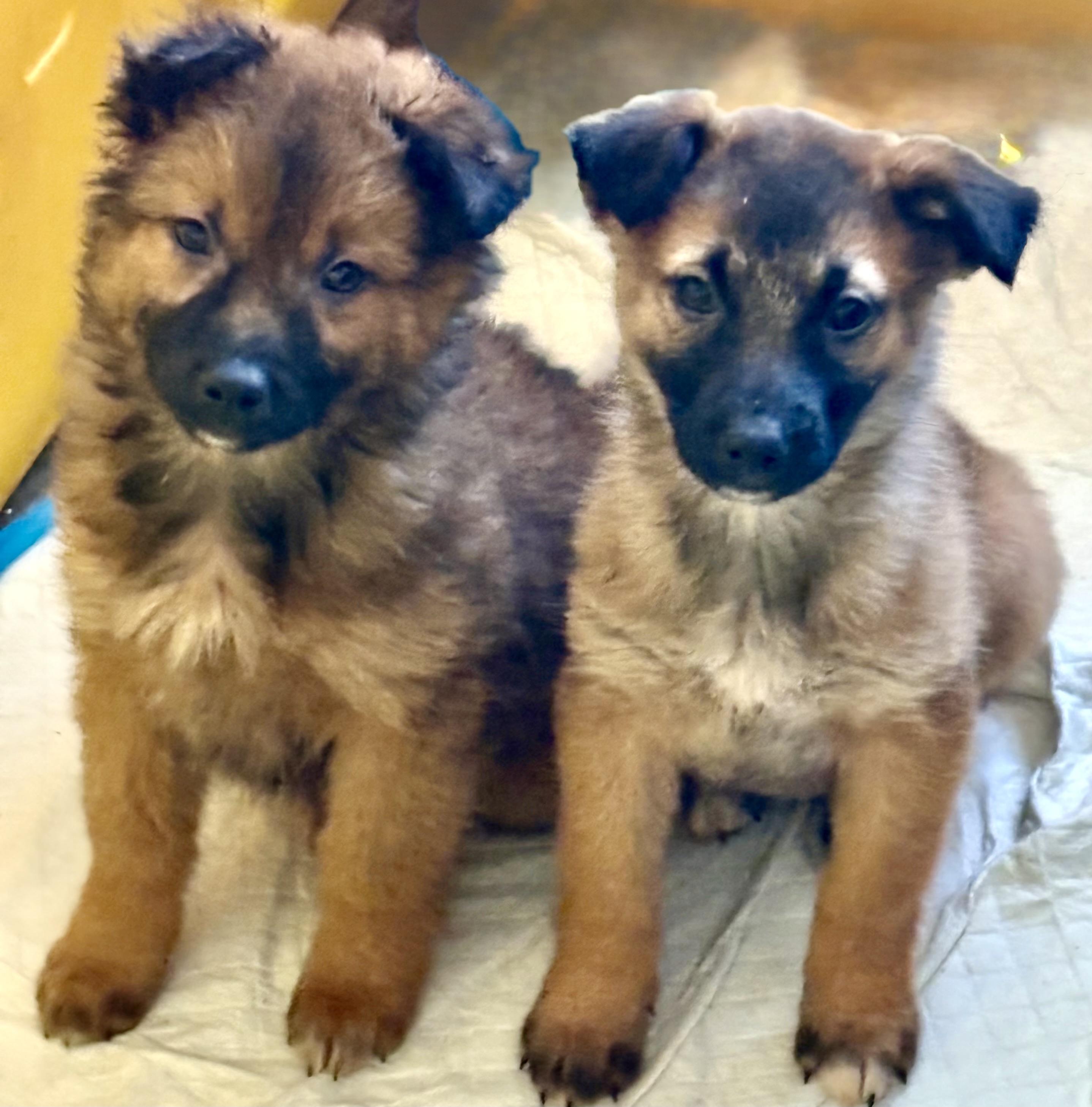 Ronnie, Adoptable, Puppy Female Shepherd.