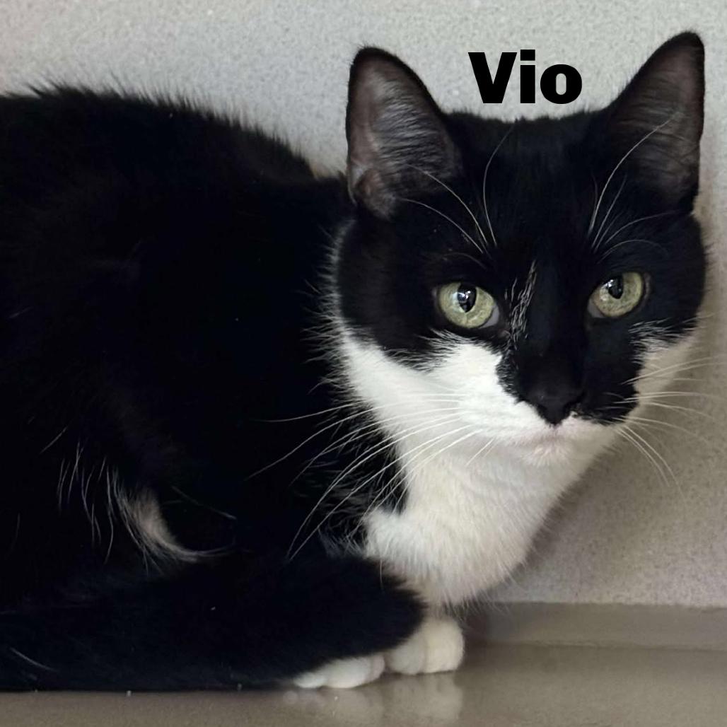 Vio 260511, Adoptable, Adult Female Domestic Short Hair.