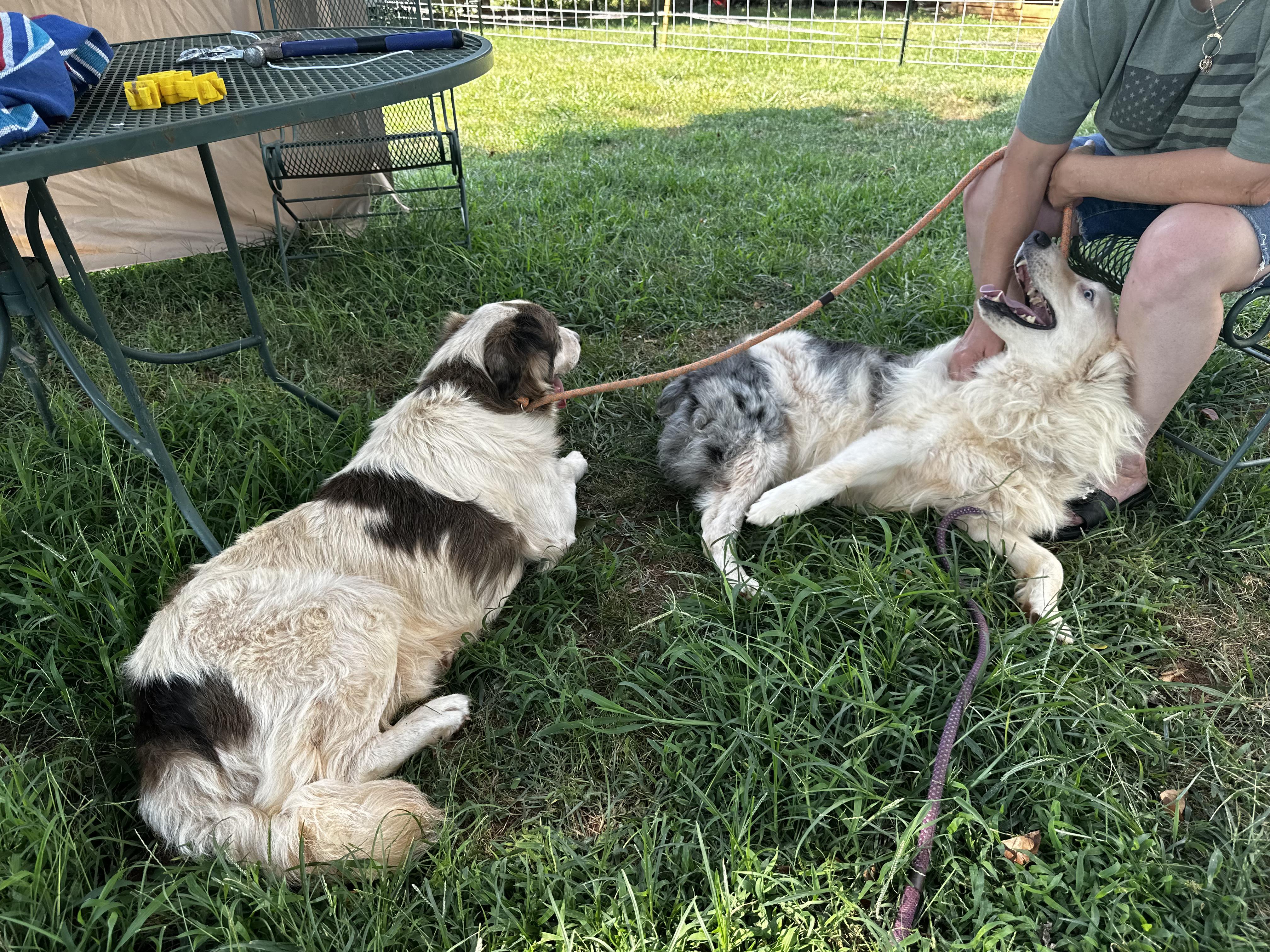 Buddy and Nemo 4