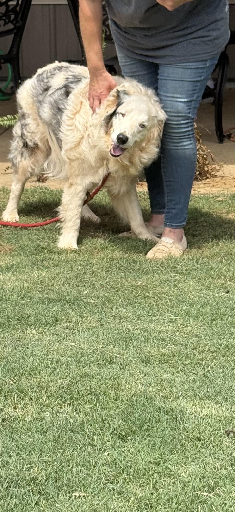 Buddy and Nemo 6