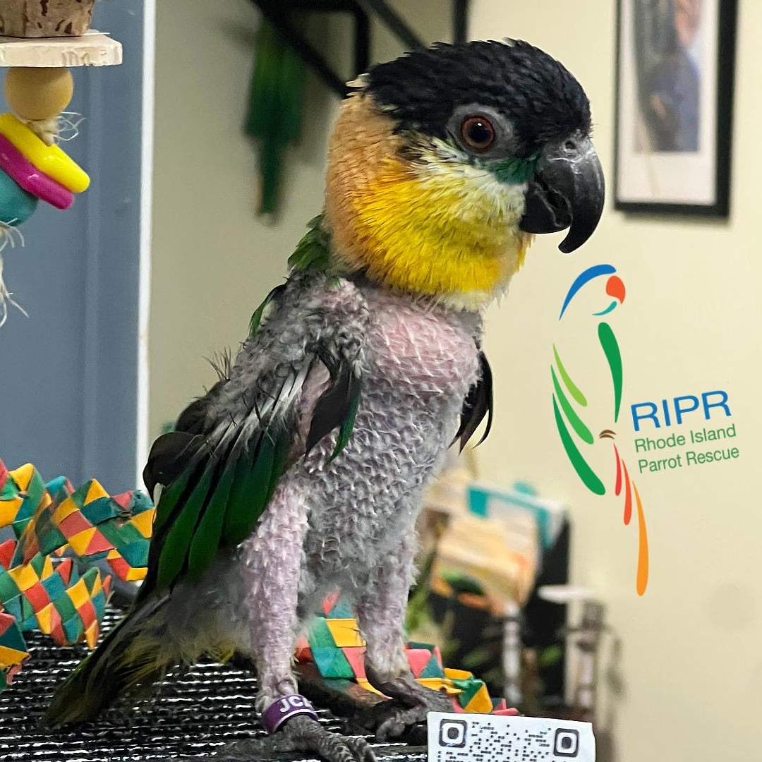 Raven, adopted, Young Female Caique.