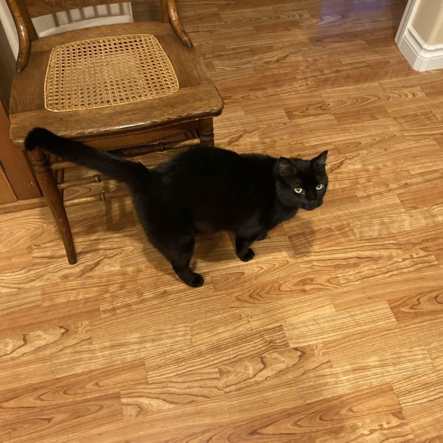 Enlarge Smudge - 20% off, a Adoptable Domestic Short Hair in Gladstone, OR image 5/5