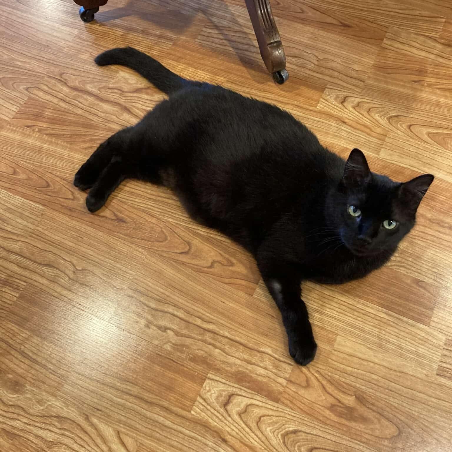 Enlarge Smudge - 20% off, a Adoptable Domestic Short Hair in Gladstone, OR image 3/5