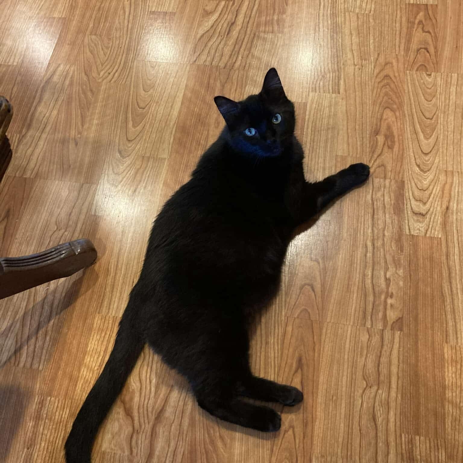 Enlarge Smudge - 20% off, a Adoptable Domestic Short Hair in Gladstone, OR image 1/5