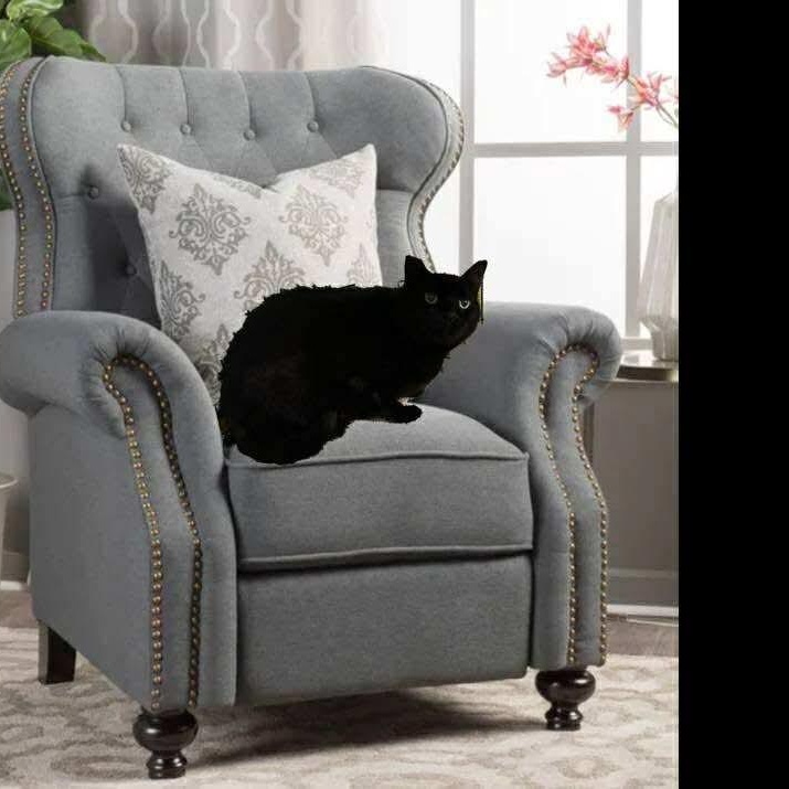 Enlarge Smudge - 20% off, a Adoptable Domestic Short Hair in Gladstone, OR image 2/5