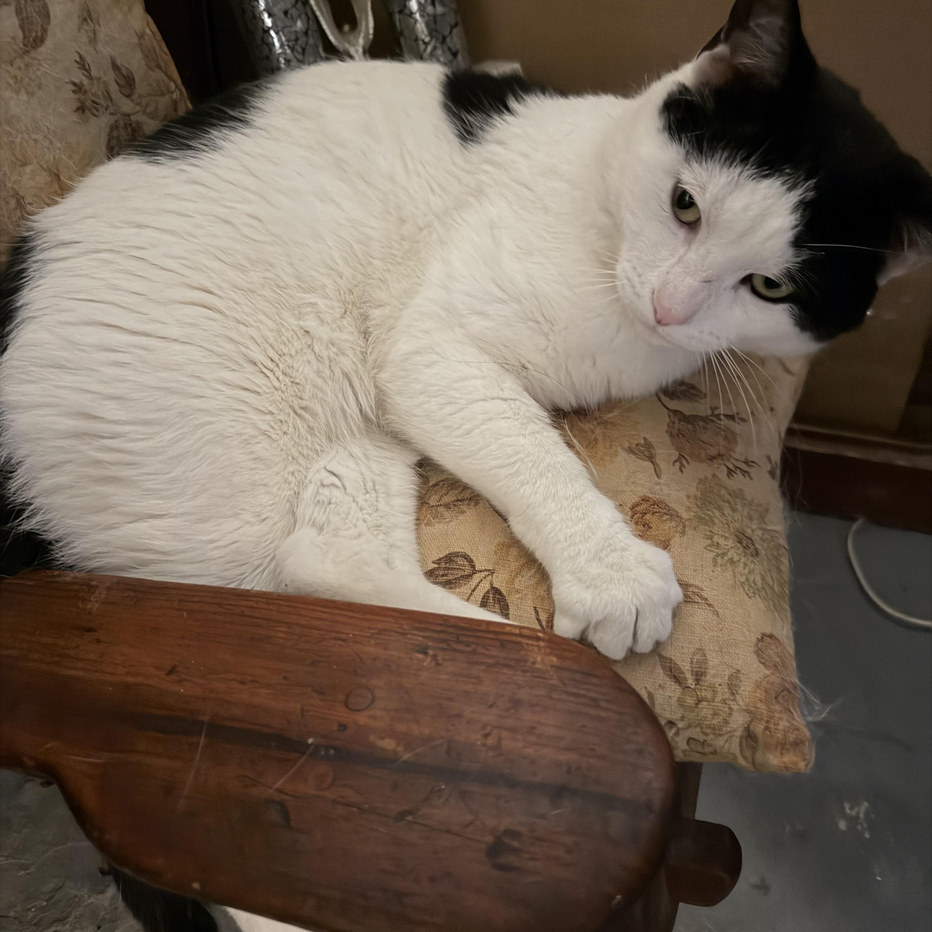Enlarge Cowboy, an adopted Domestic Short Hair in Hyattsville, MD image 4/5