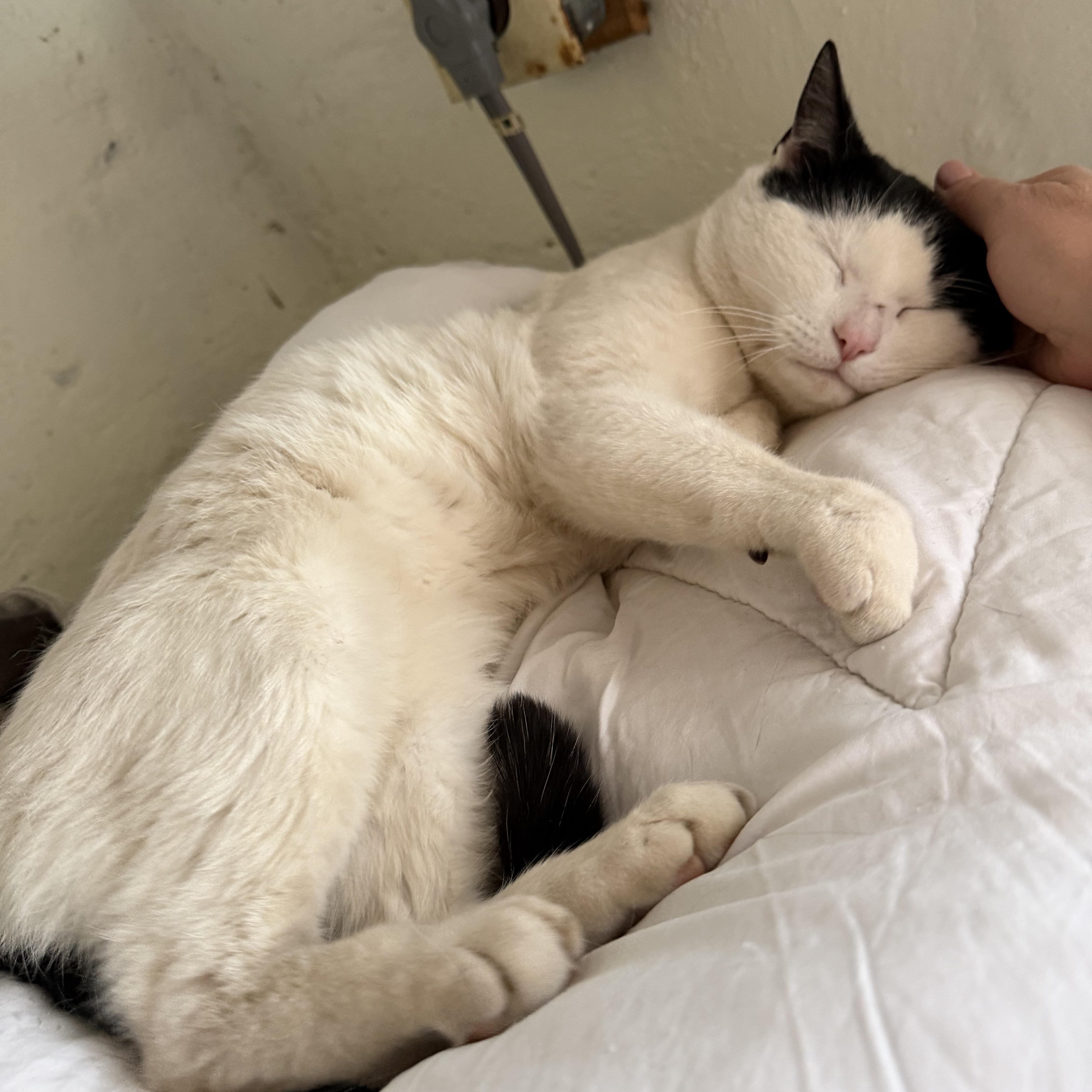 Enlarge Cowboy, an adopted Domestic Short Hair in Hyattsville, MD image 3/5