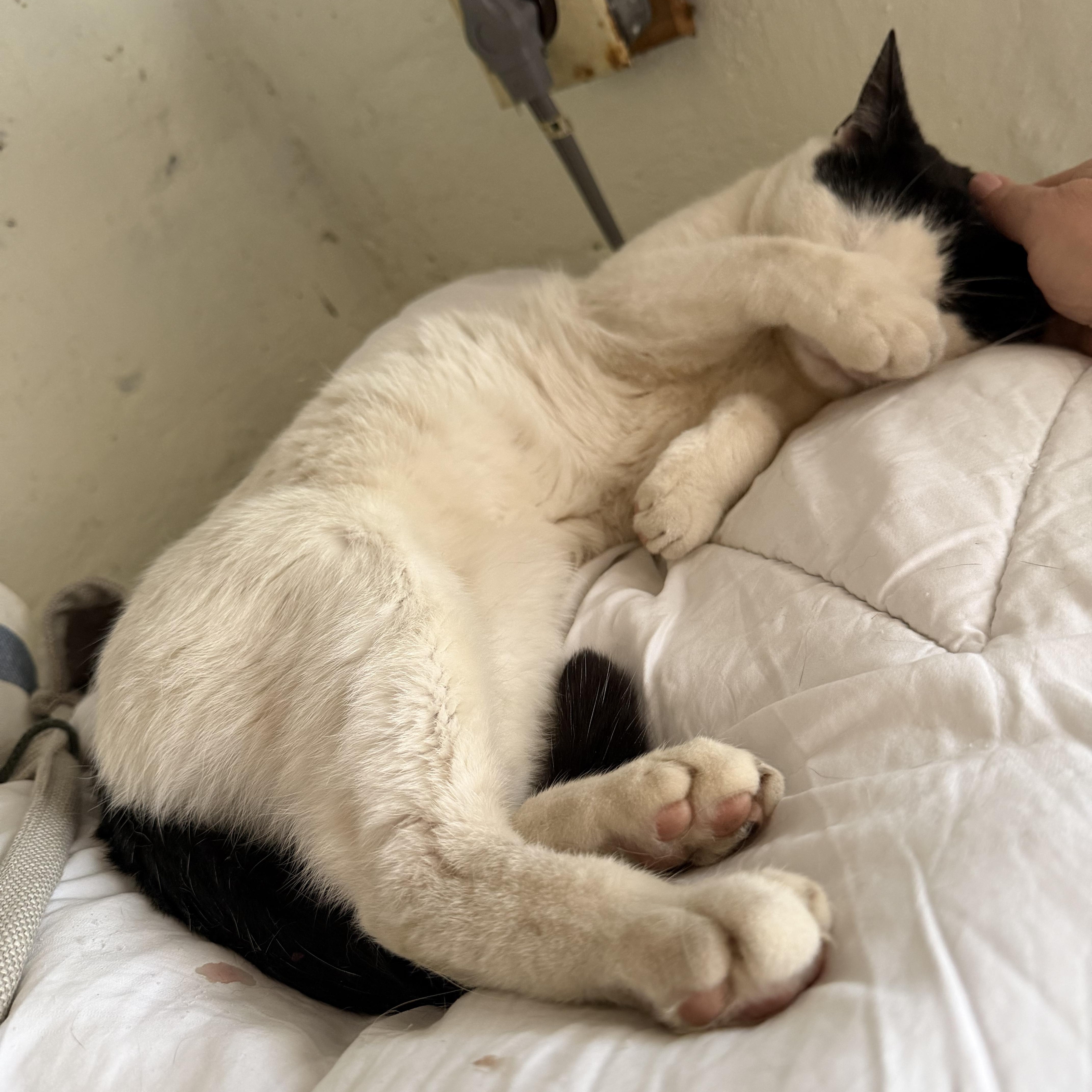 Enlarge Cowboy, an adopted Domestic Short Hair in Hyattsville, MD image 5/5