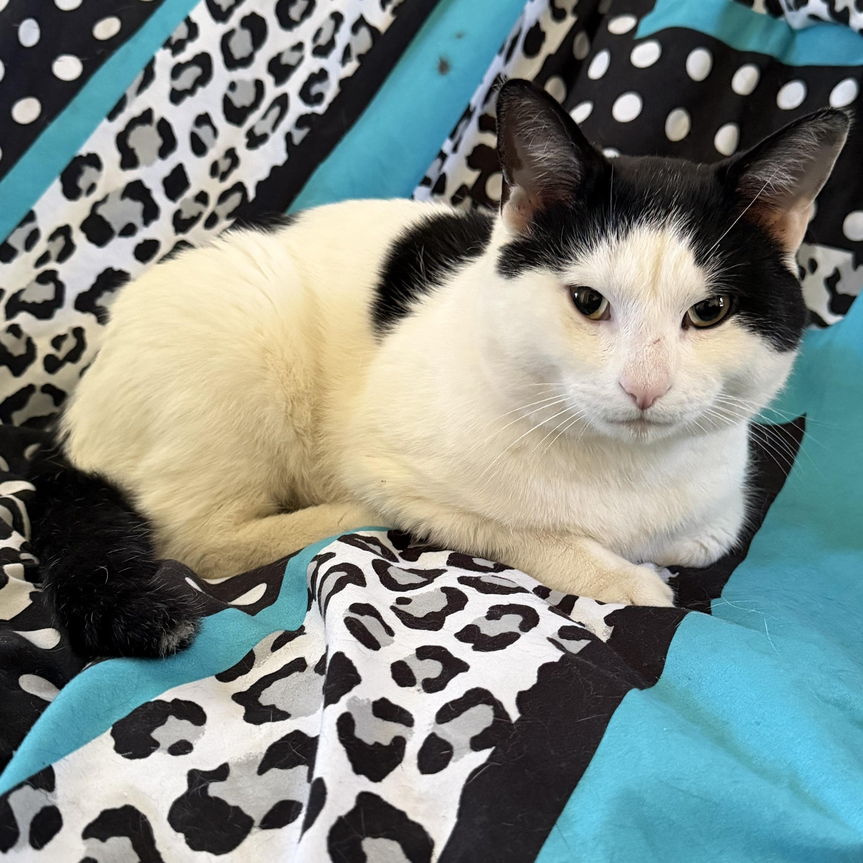 Enlarge Cowboy, an adopted Domestic Short Hair in Hyattsville, MD image 1/5