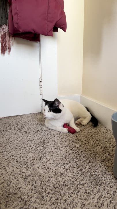Enlarge Cowboy, an adopted Domestic Short Hair in Hyattsville, MD video 2/5