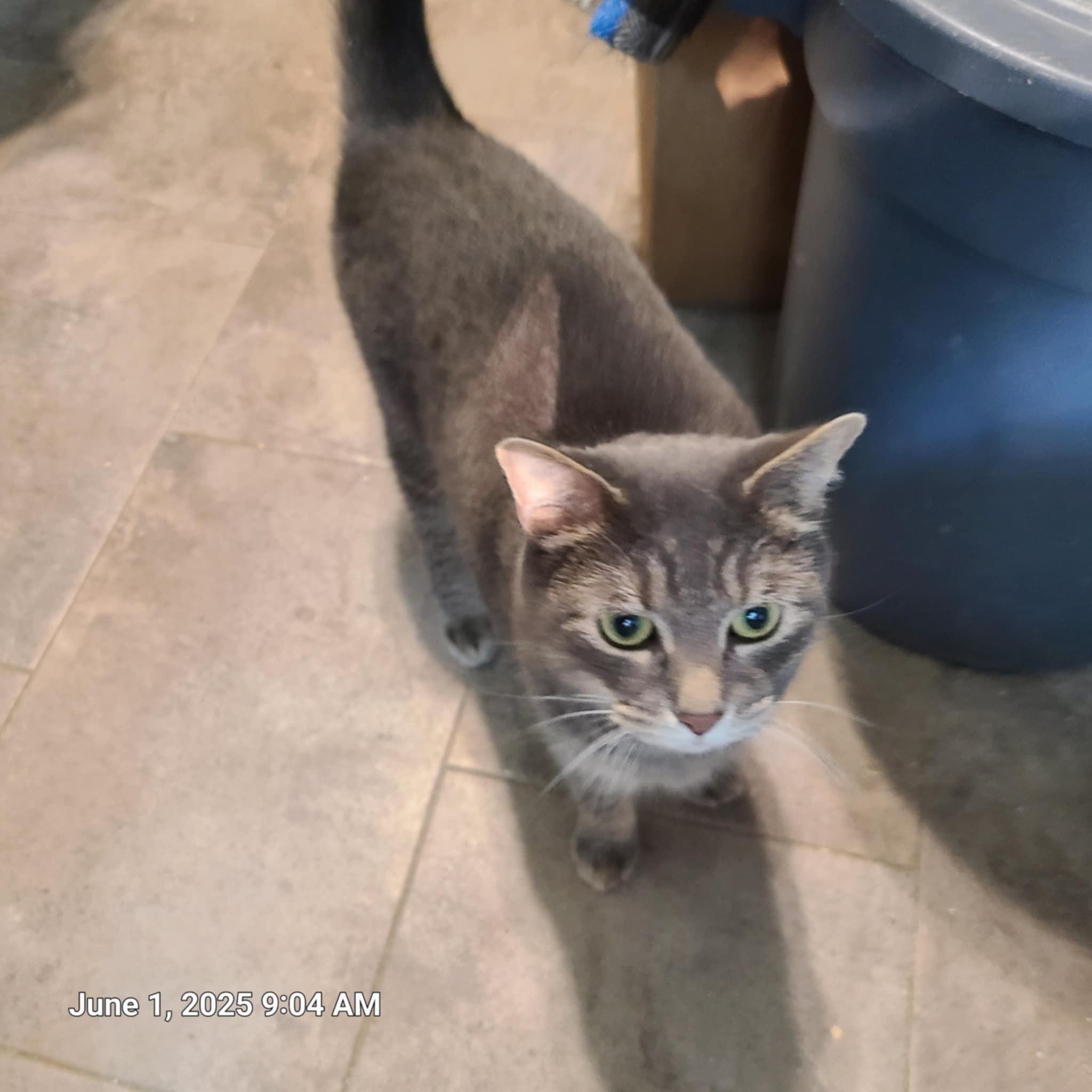 Annie Marshmellow, Adoptable, Adult Female Domestic Short Hair.