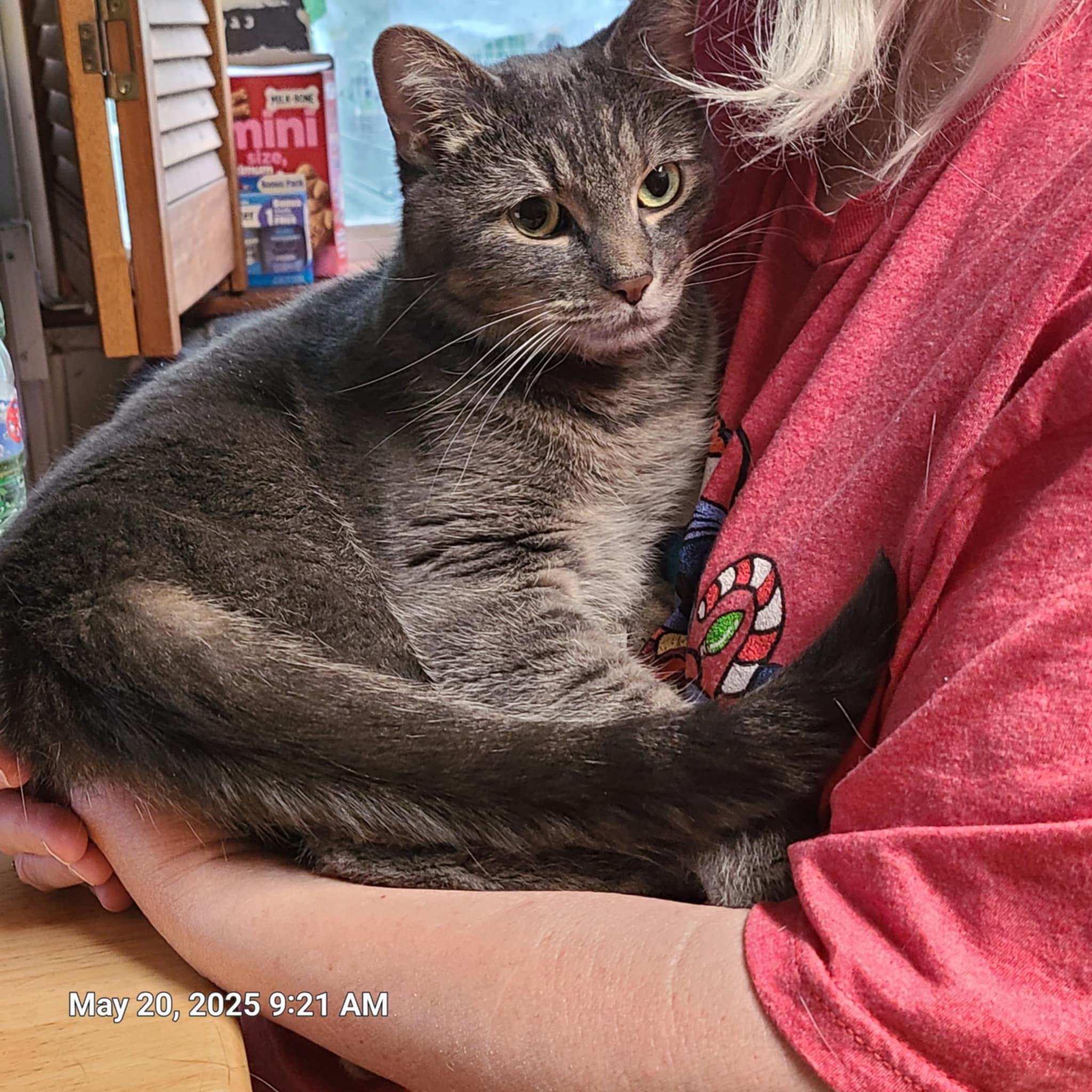 Annie Marshmellow, a Adoptable mixed breed in Waynetown, IN image 2/4