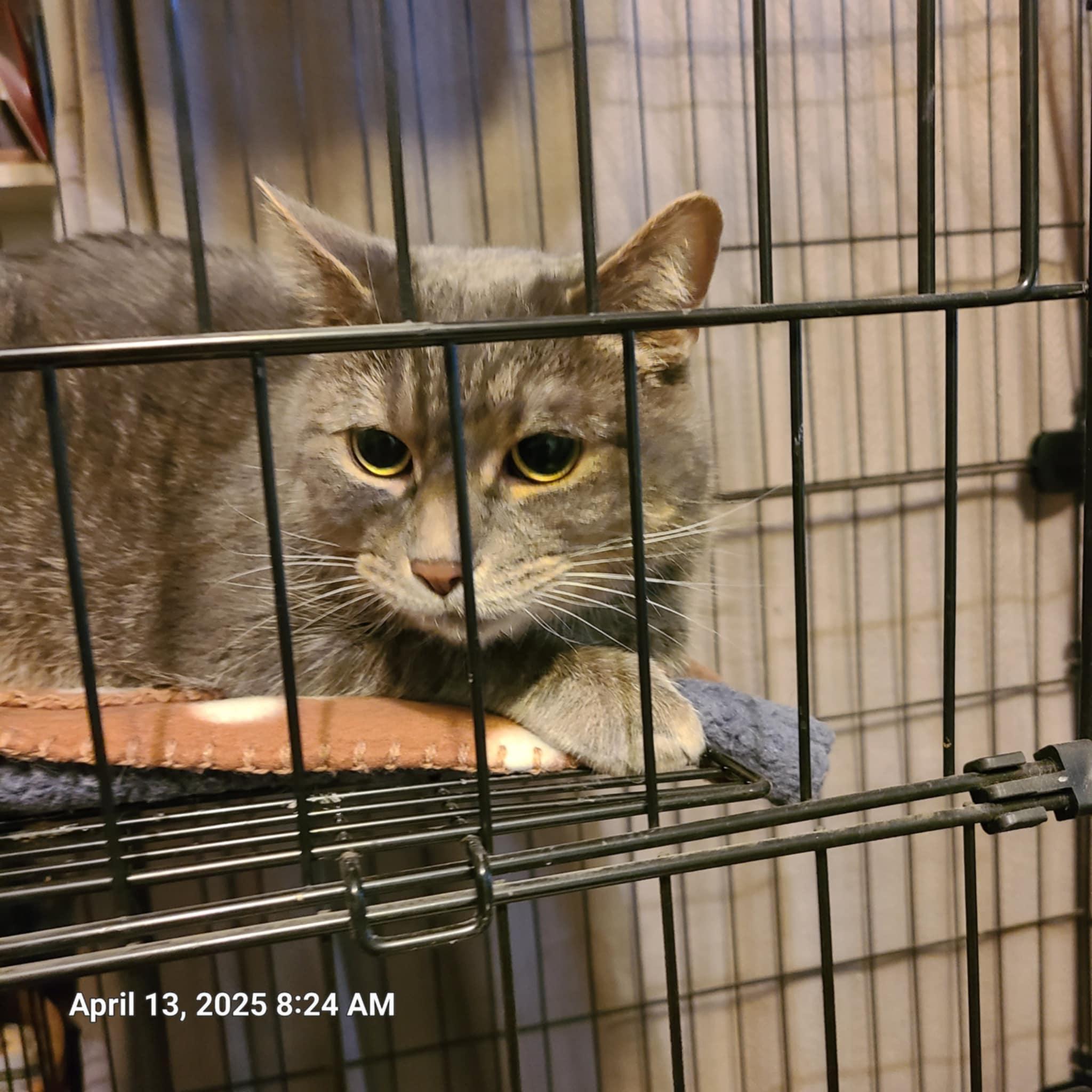 Annie Marshmellow, a Adoptable mixed breed in Waynetown, IN image 3/4