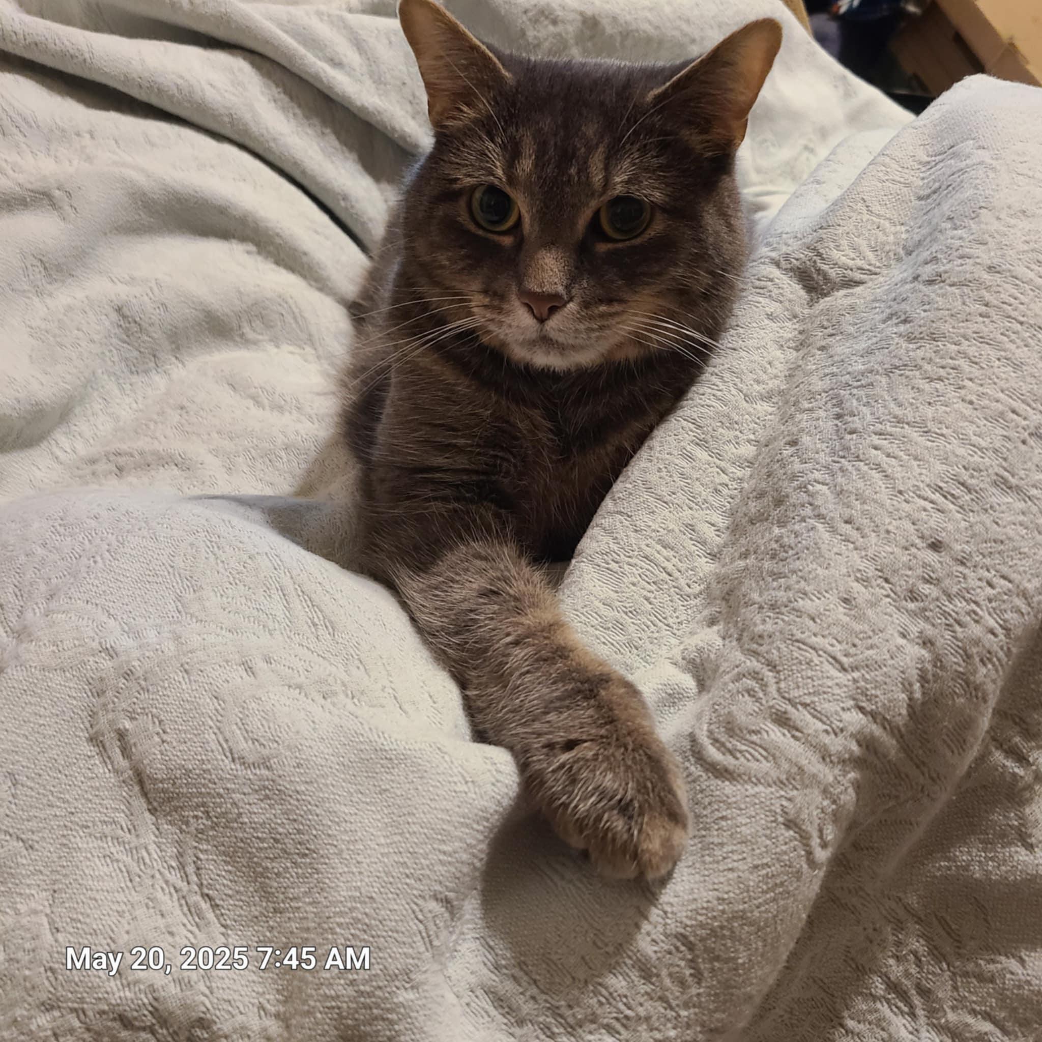 Annie Marshmellow, a Adoptable mixed breed in Waynetown, IN image 4/4