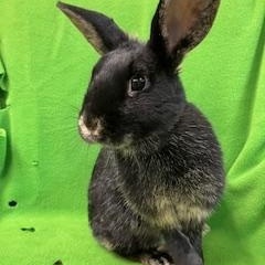 Delaney, a ADOPTABLE mixed breed in Haltom City, TX image 2/3