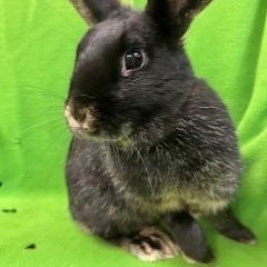Delaney, a ADOPTABLE mixed breed in Haltom City, TX image 3/3