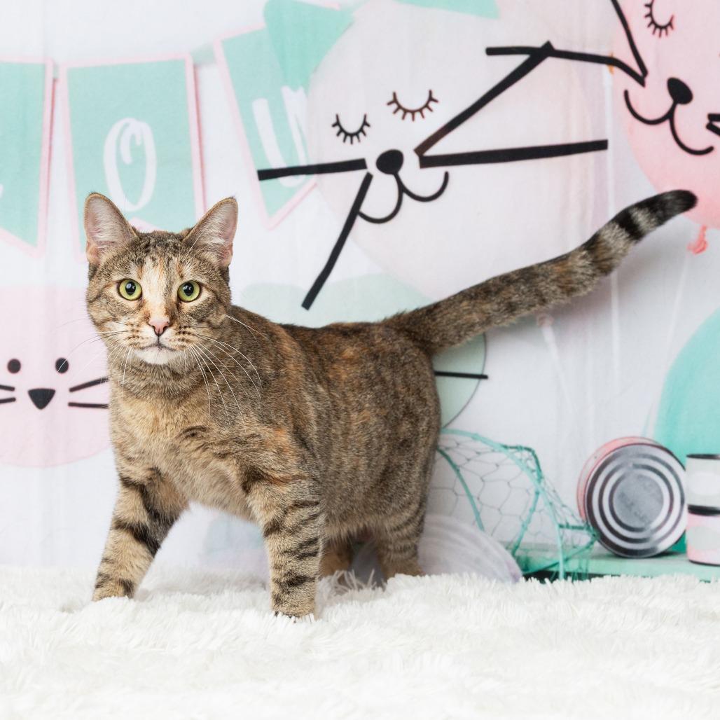 Enlarge Pebbles, a Adoptable Domestic Short Hair in Flower Mound, TX image 1/6