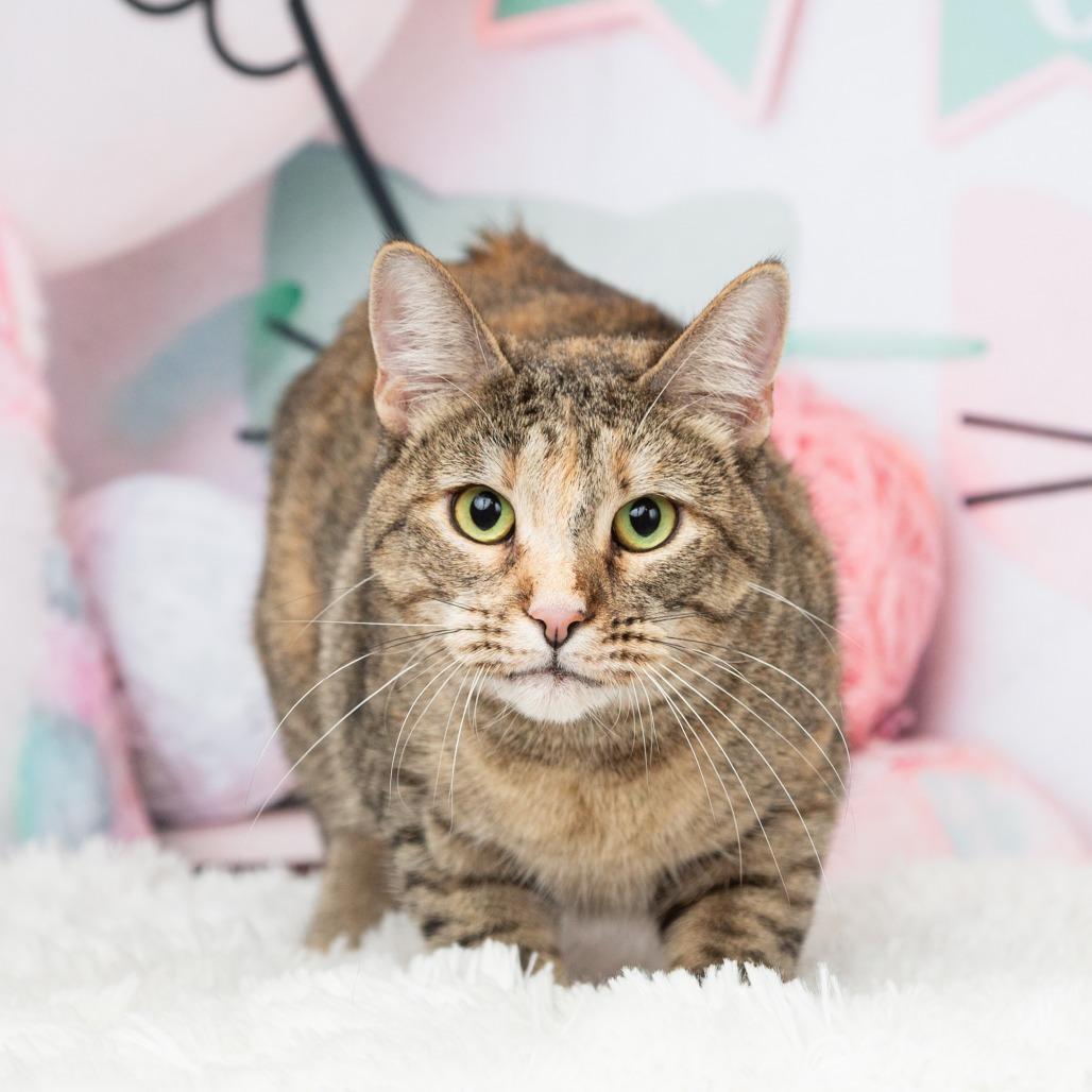 Enlarge Pebbles, a Adoptable Domestic Short Hair in Flower Mound, TX image 4/6