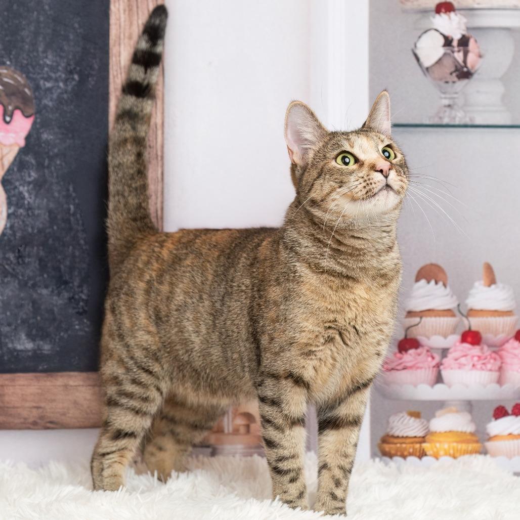 Enlarge Pebbles, a Adoptable Domestic Short Hair in Flower Mound, TX image 5/6