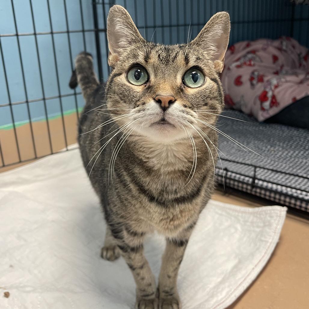 Nala, a Adoptable Domestic Short Hair in Walden, NY image 1/3