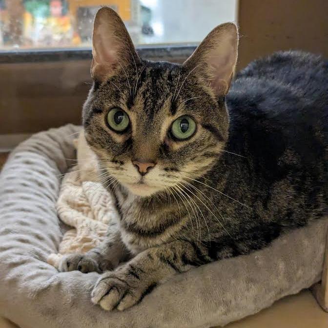 Nala, a Adoptable Domestic Short Hair in Walden, NY image 3/3