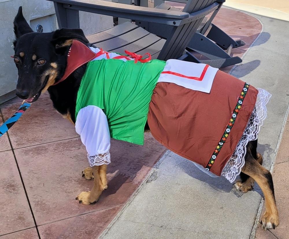 Lucy, Adoptable, Young Female German Shepherd Dog & Cattle Dog.