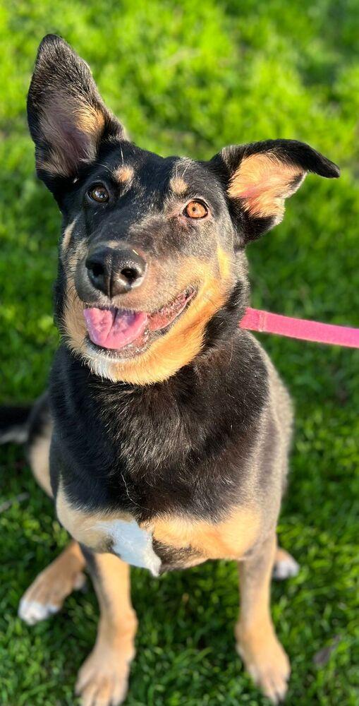 Lucy, a Adoptable mixed breed in Jamul, CA image 2/6