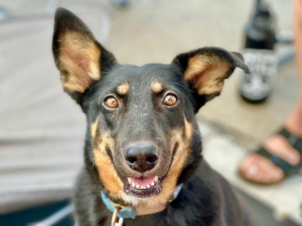 Lucy, a Adoptable mixed breed in Jamul, CA image 3/6