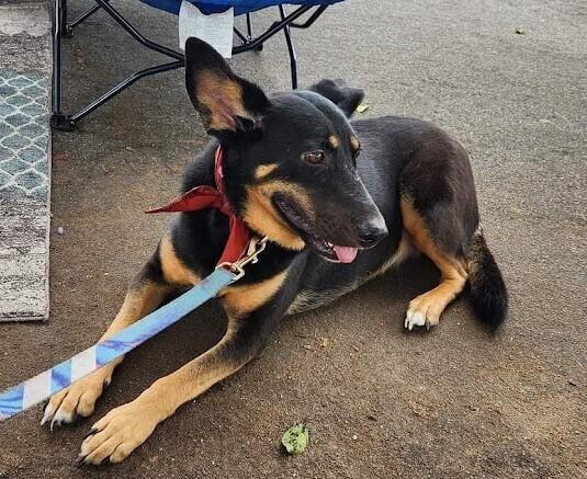 Lucy, a Adoptable mixed breed in Jamul, CA image 4/6