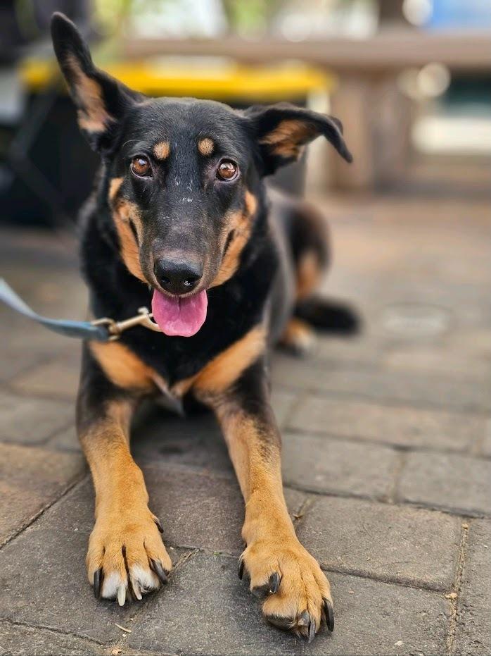 Lucy, a Adoptable mixed breed in Jamul, CA image 5/6