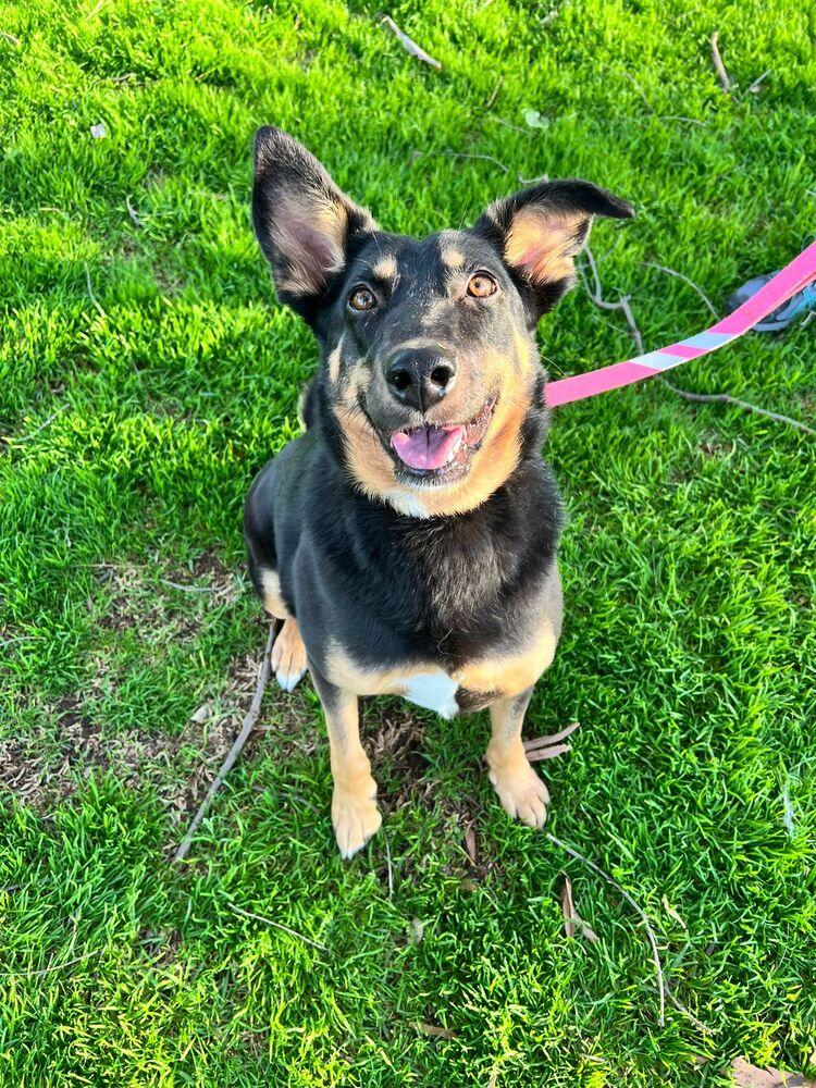 Lucy, a Adoptable mixed breed in Jamul, CA image 6/6
