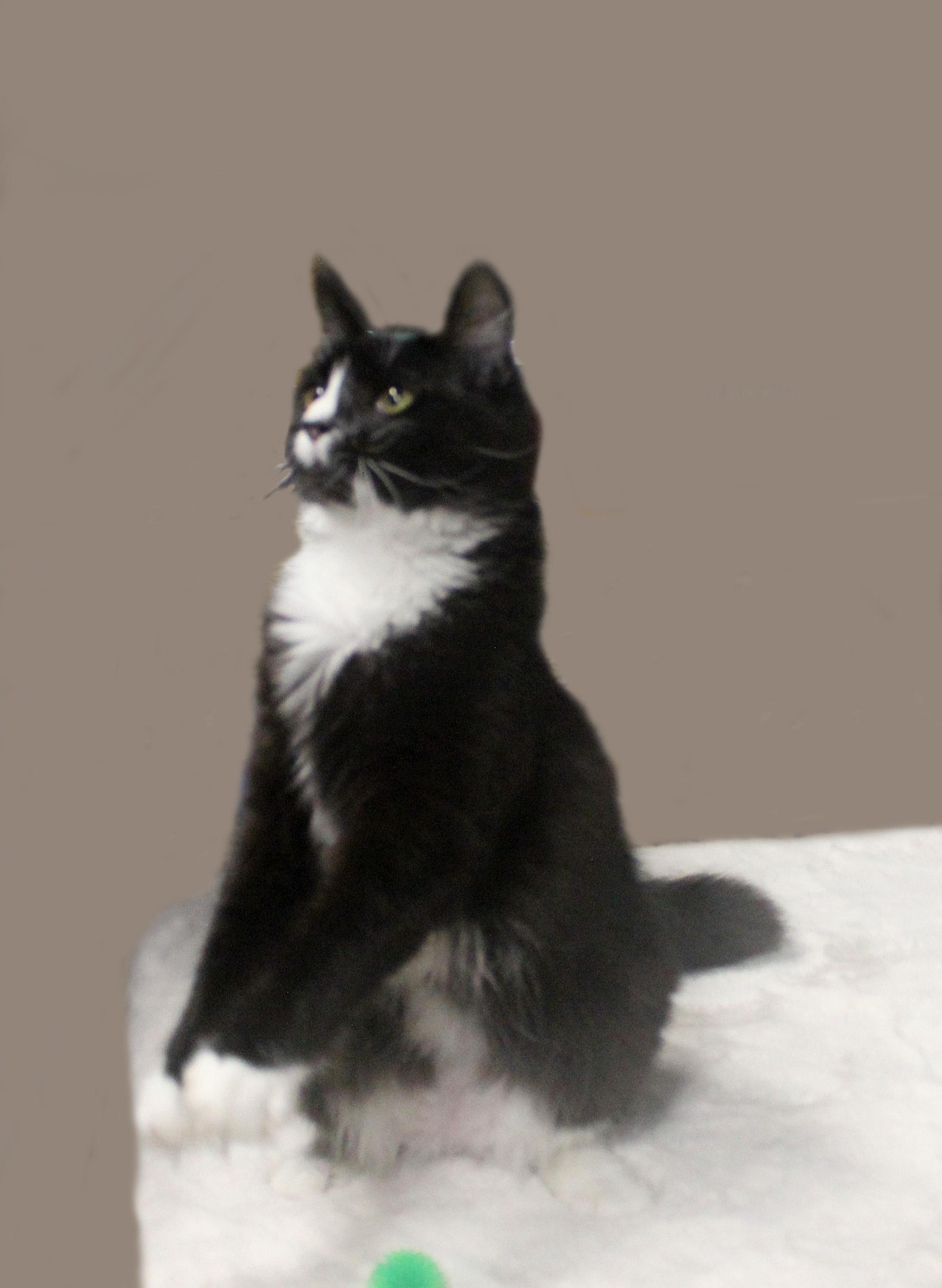HARLEY QUINN, a ADOPTABLE mixed breed in Floral City, FL image 5/6