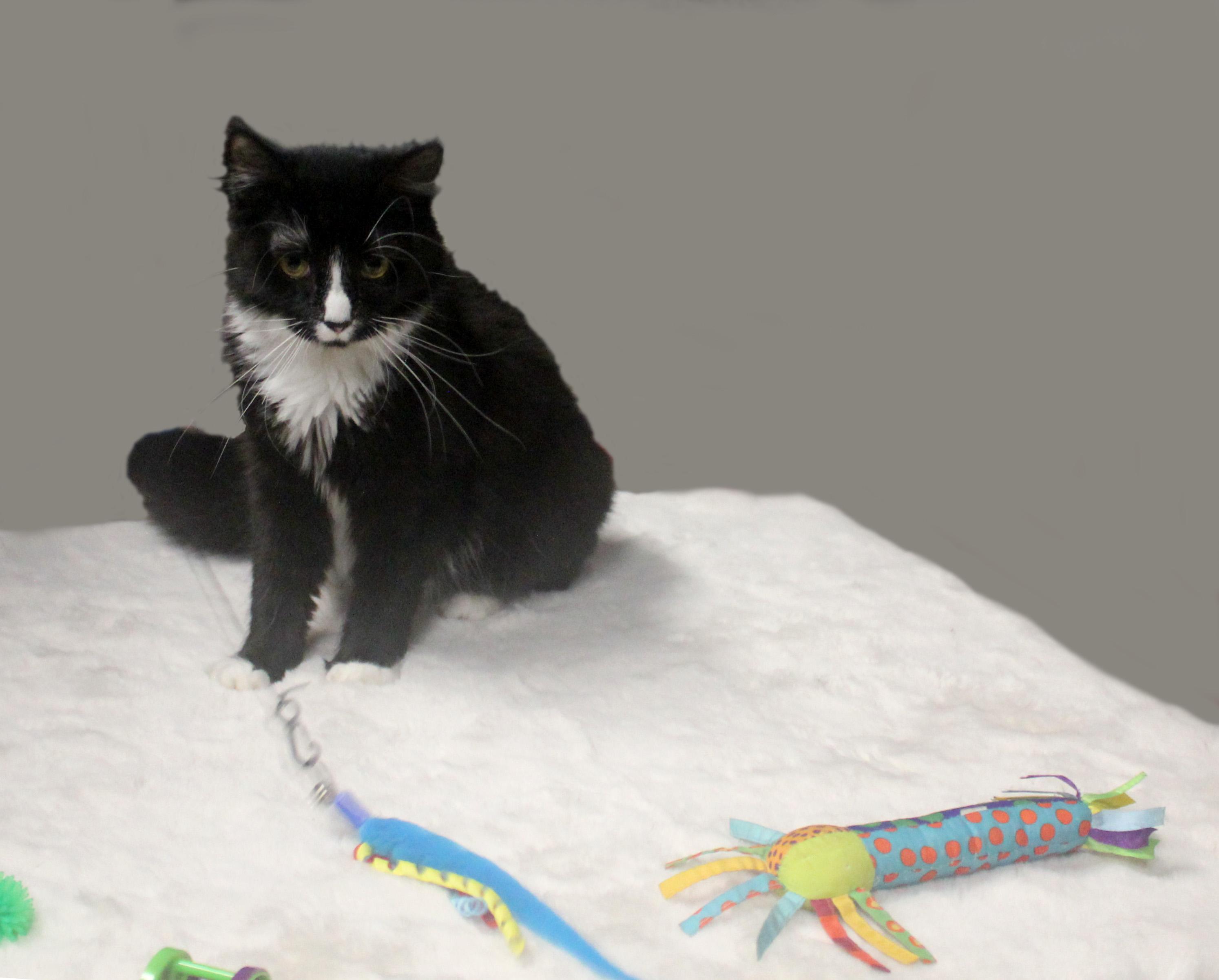 HARLEY QUINN, a ADOPTABLE mixed breed in Floral City, FL image 3/6