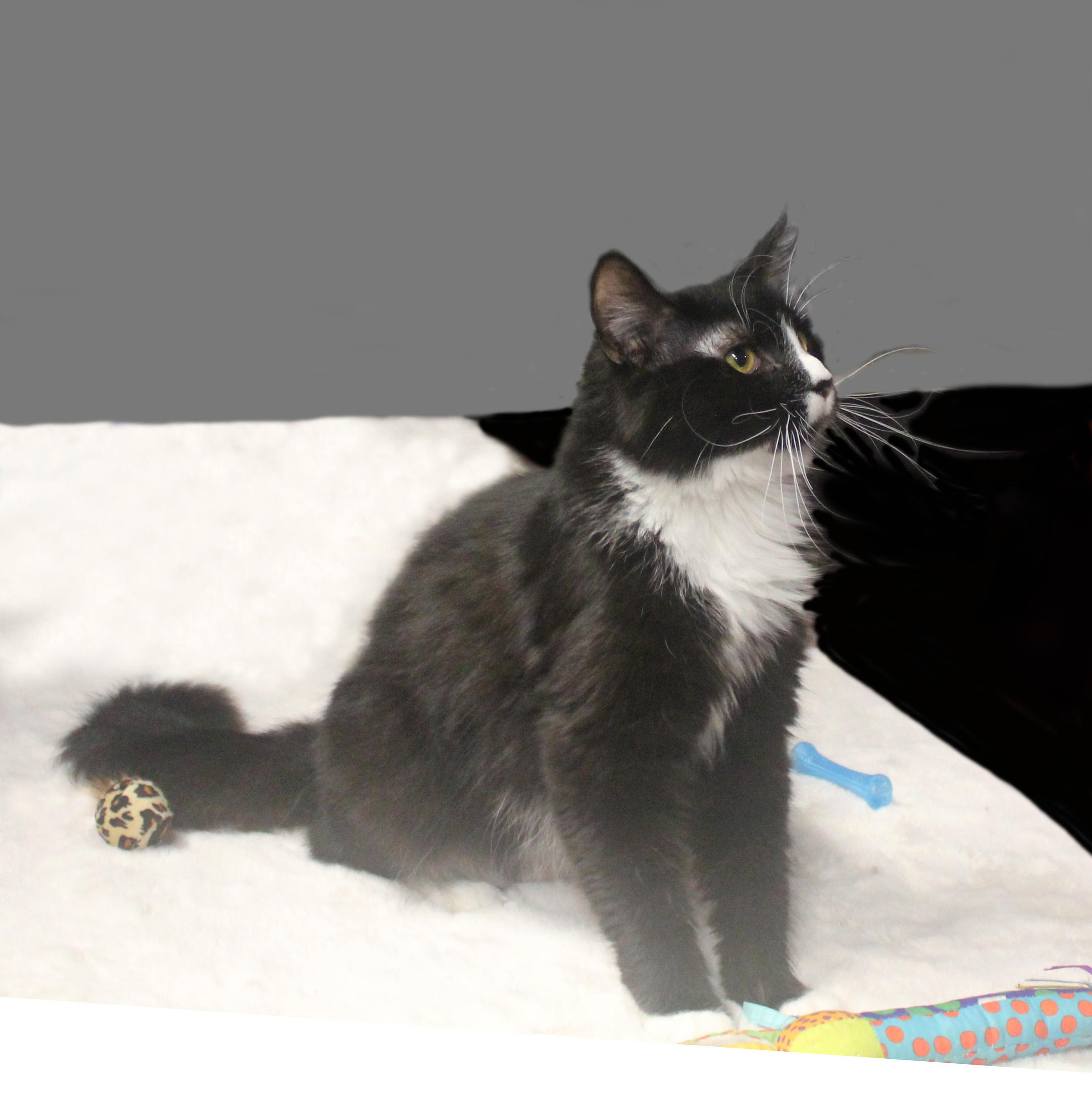 HARLEY QUINN, a ADOPTABLE mixed breed in Floral City, FL image 6/6