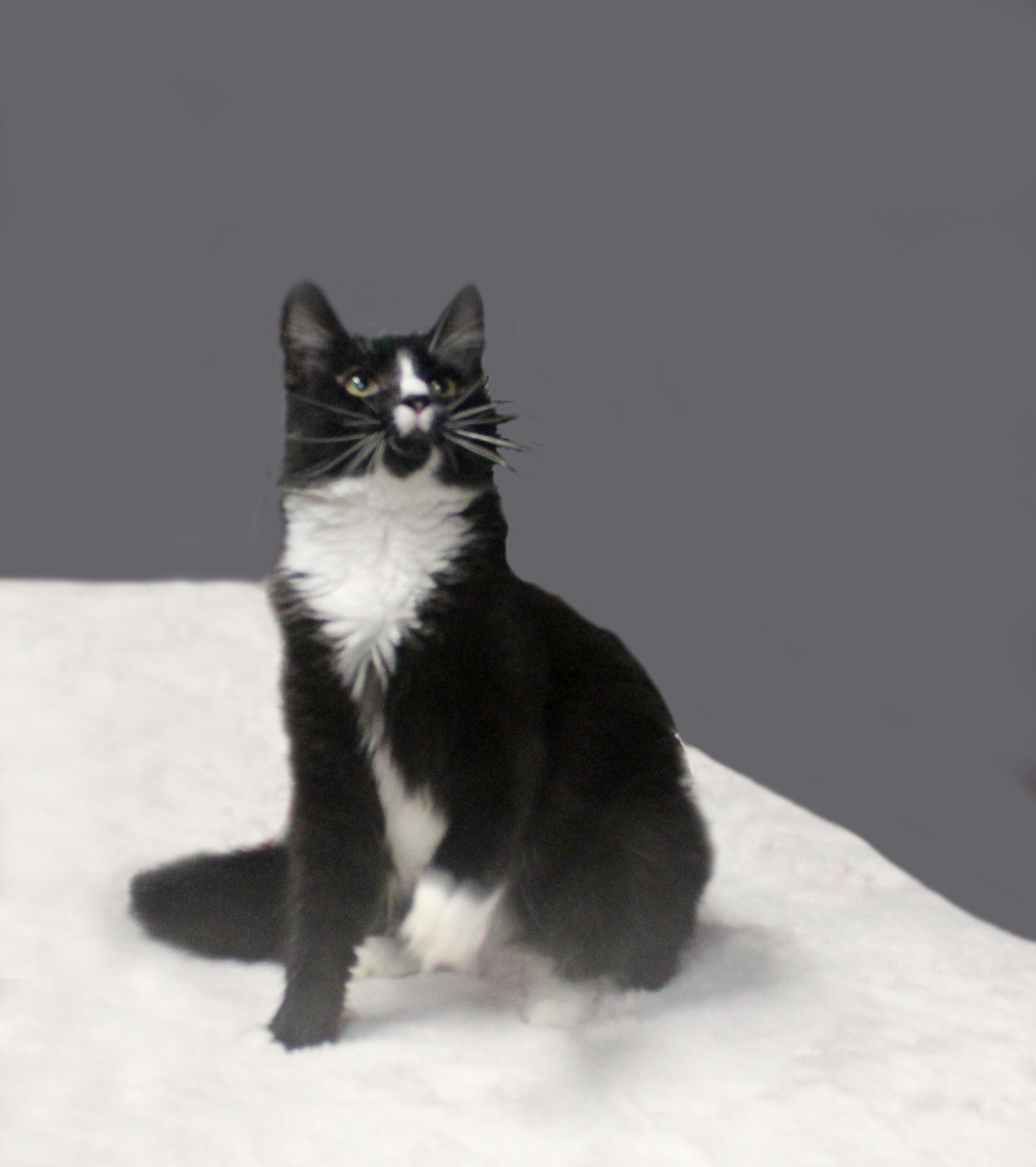 HARLEY QUINN, ADOPTABLE, Young Female Domestic Long Hair.